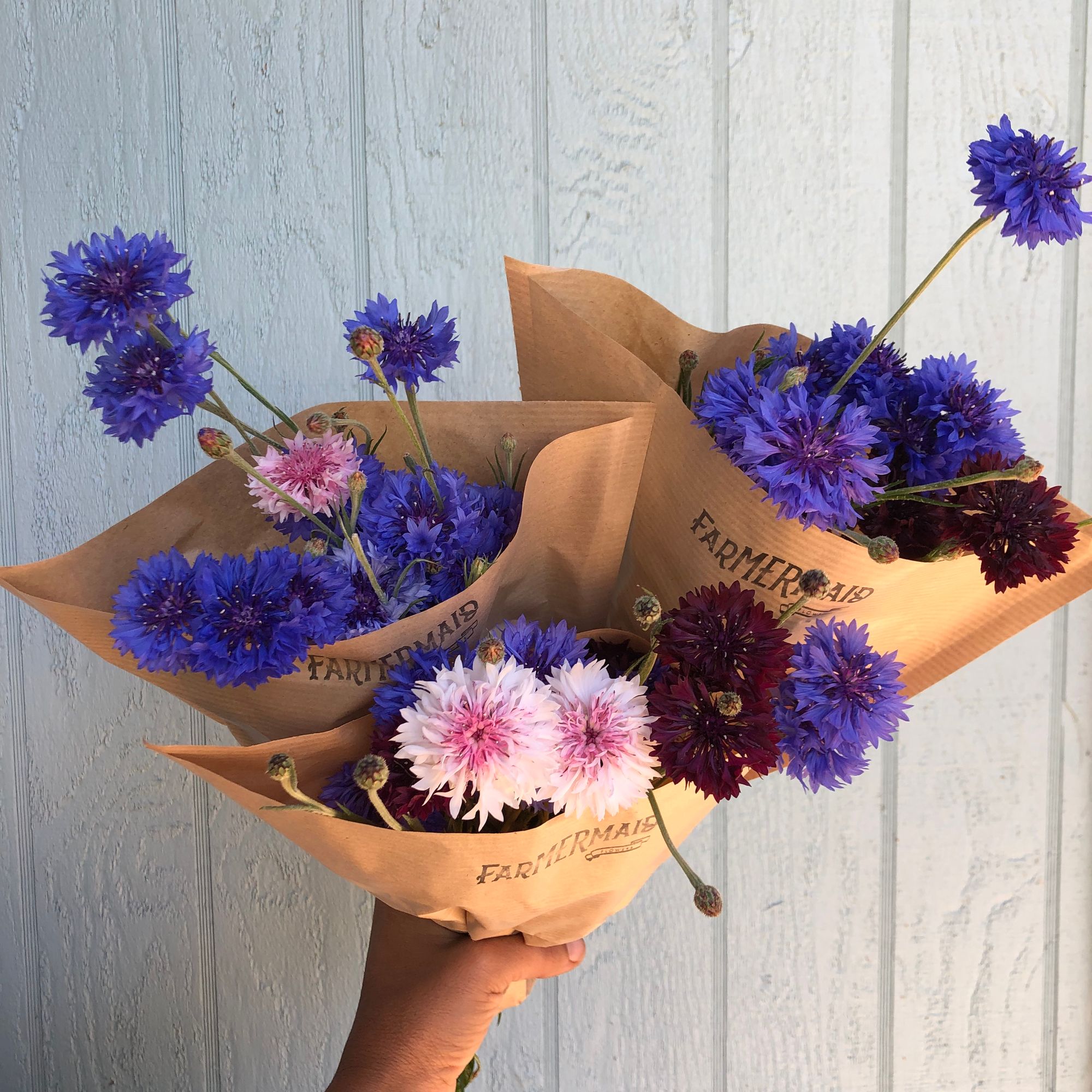 CENTAUREA alpestris
