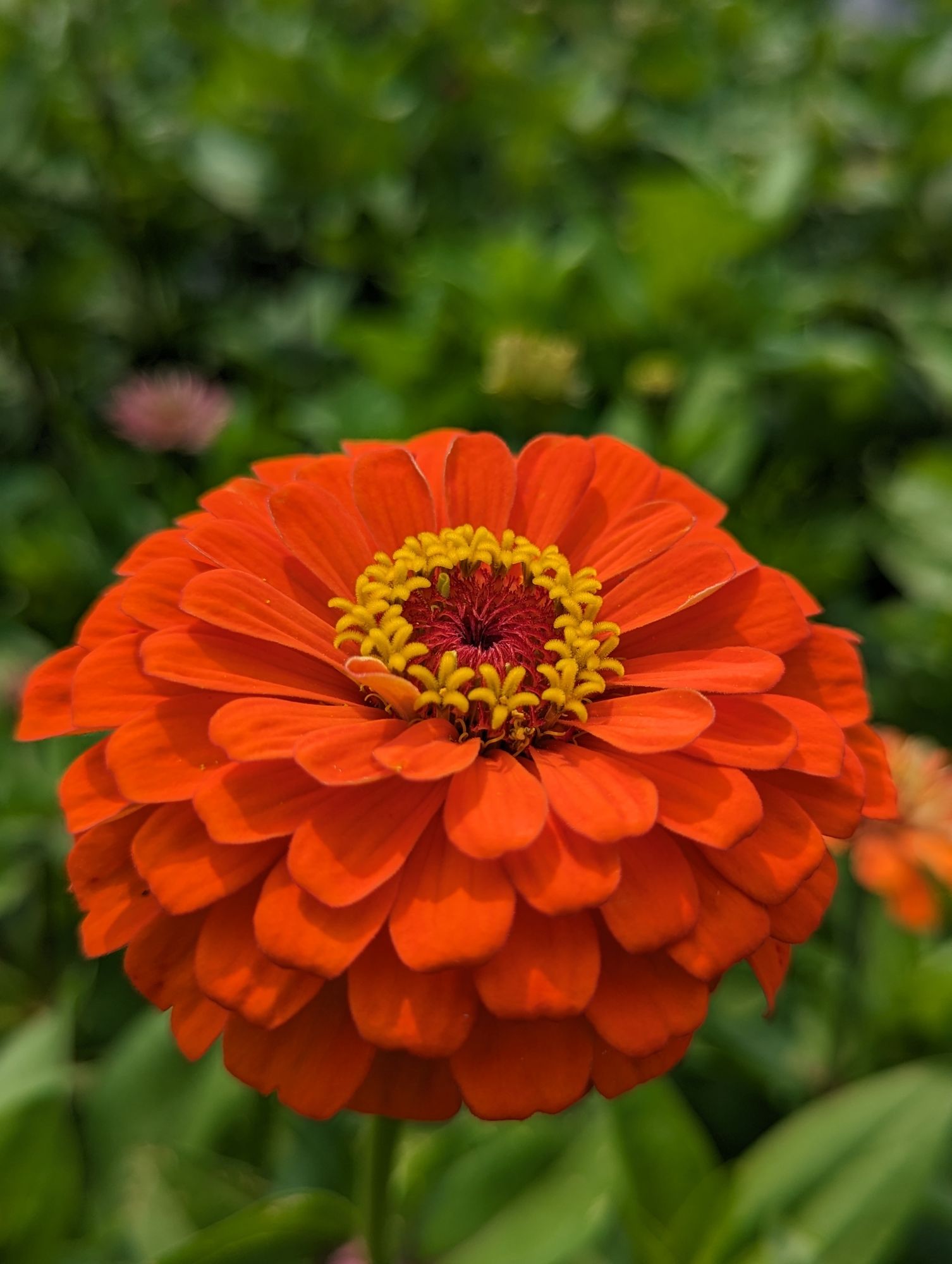 ZINNIA elegans Benarys Giant