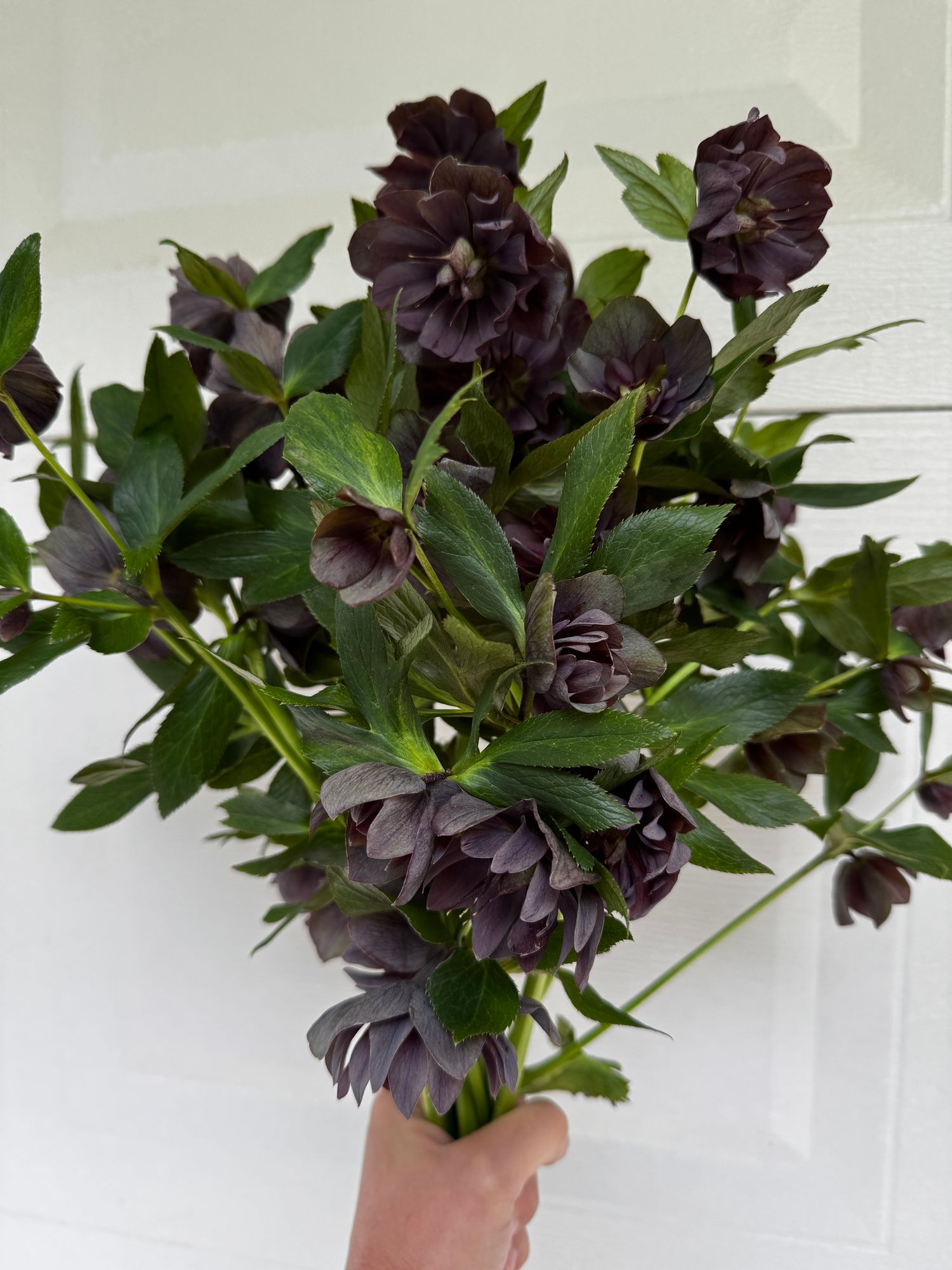 HELLEBORUS x hybridus