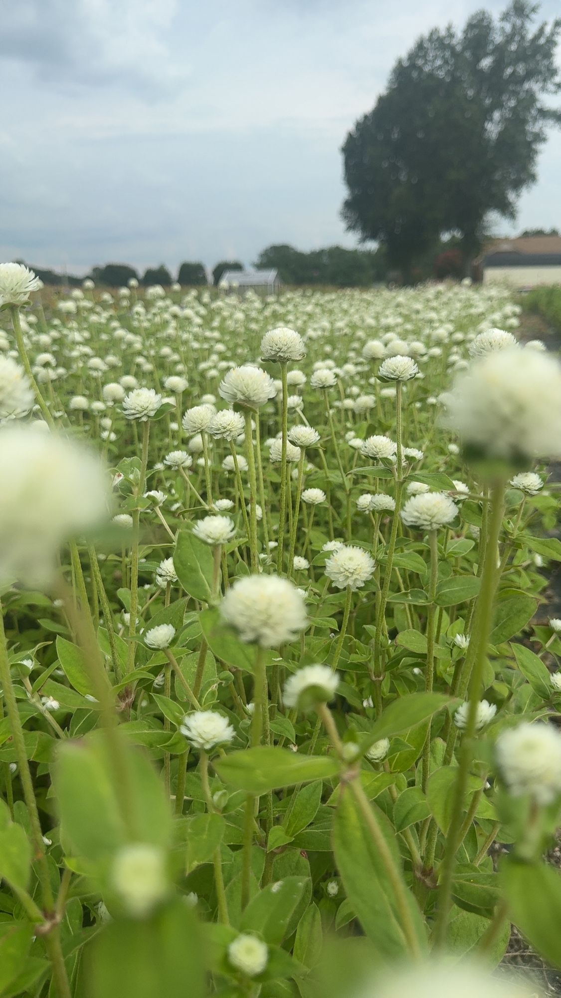 GOMPHRENA globosa Audray