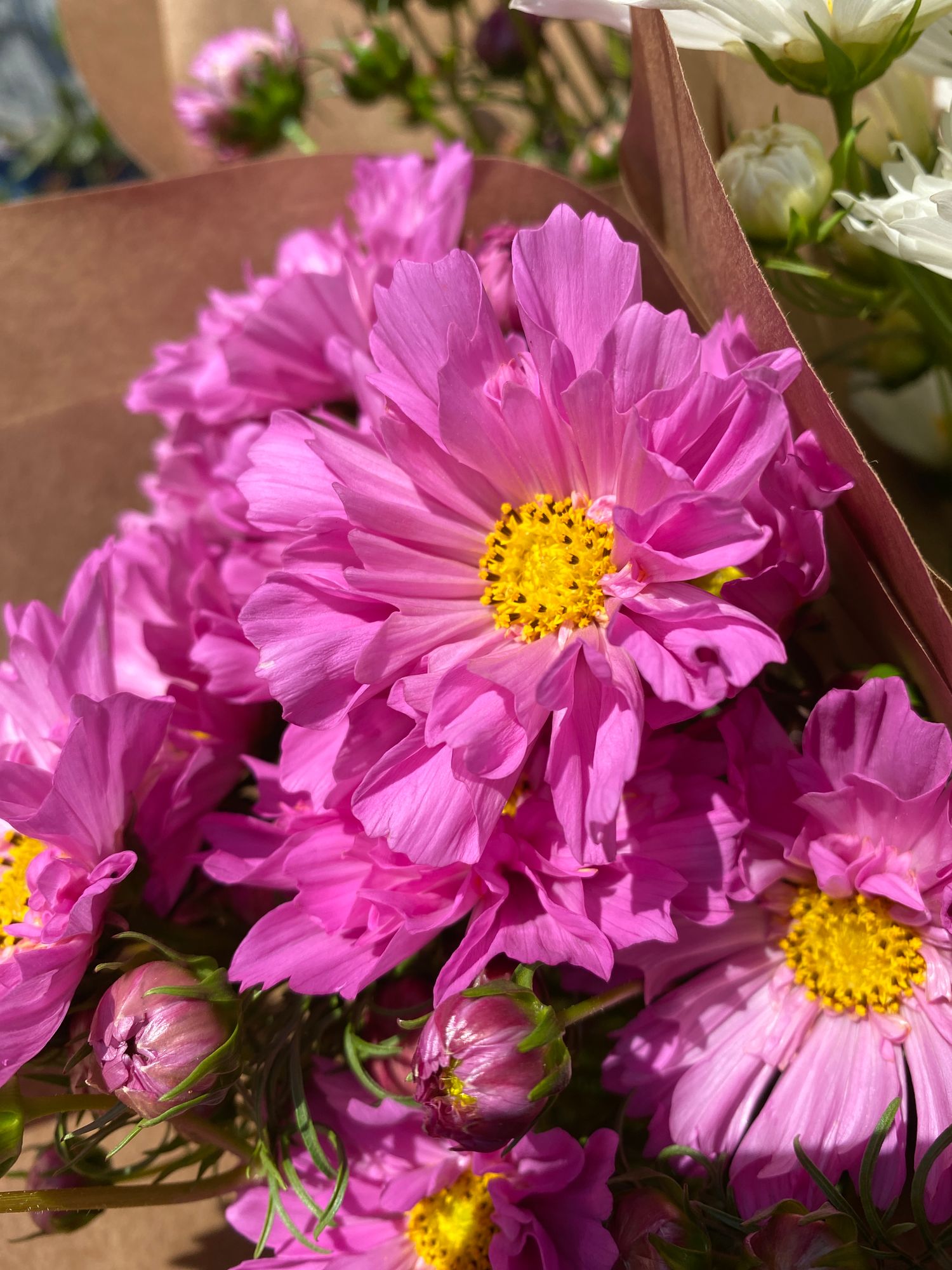 COSMOS bipinnatus Double Click
