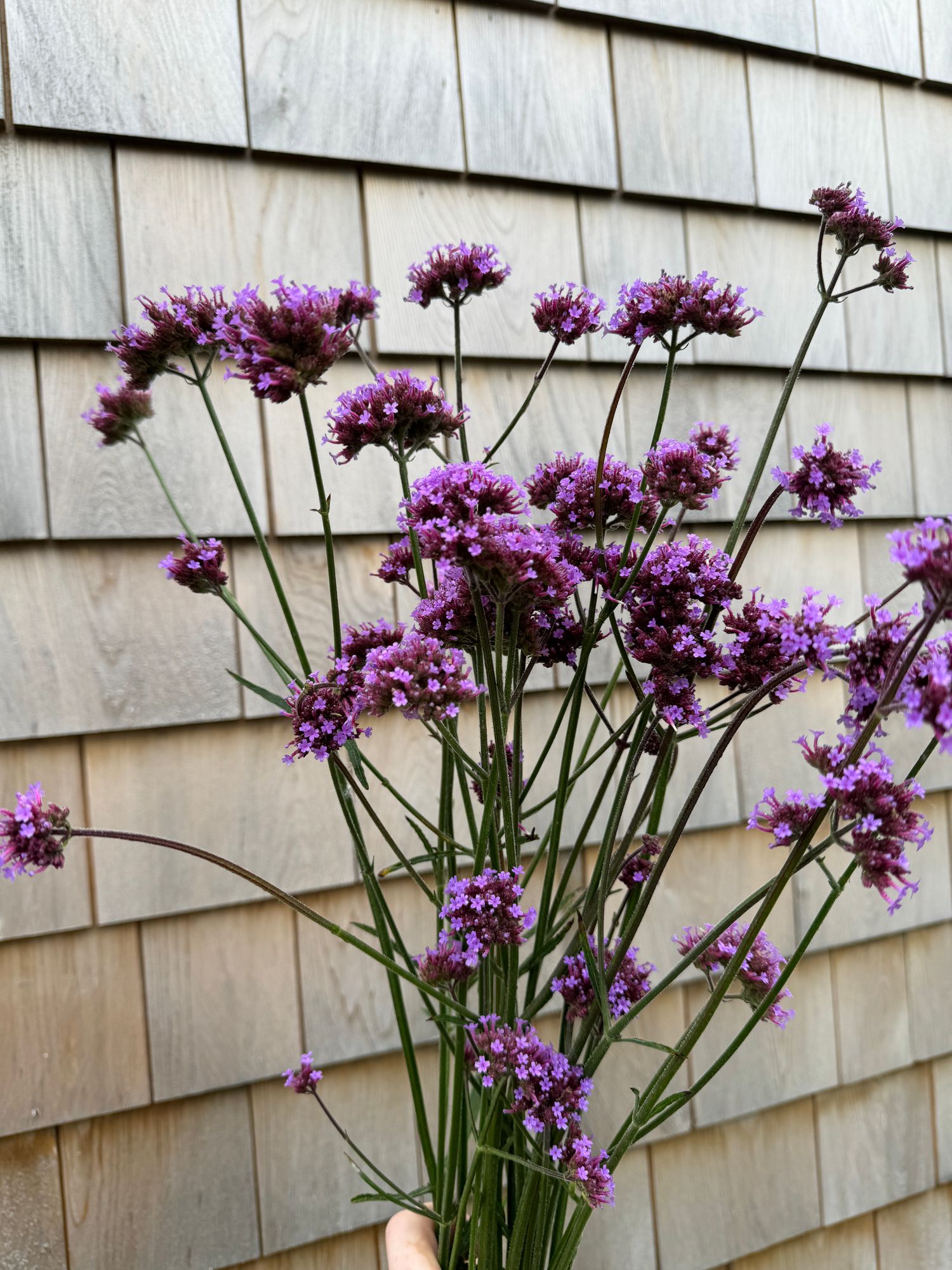 VERBENA bonariensis