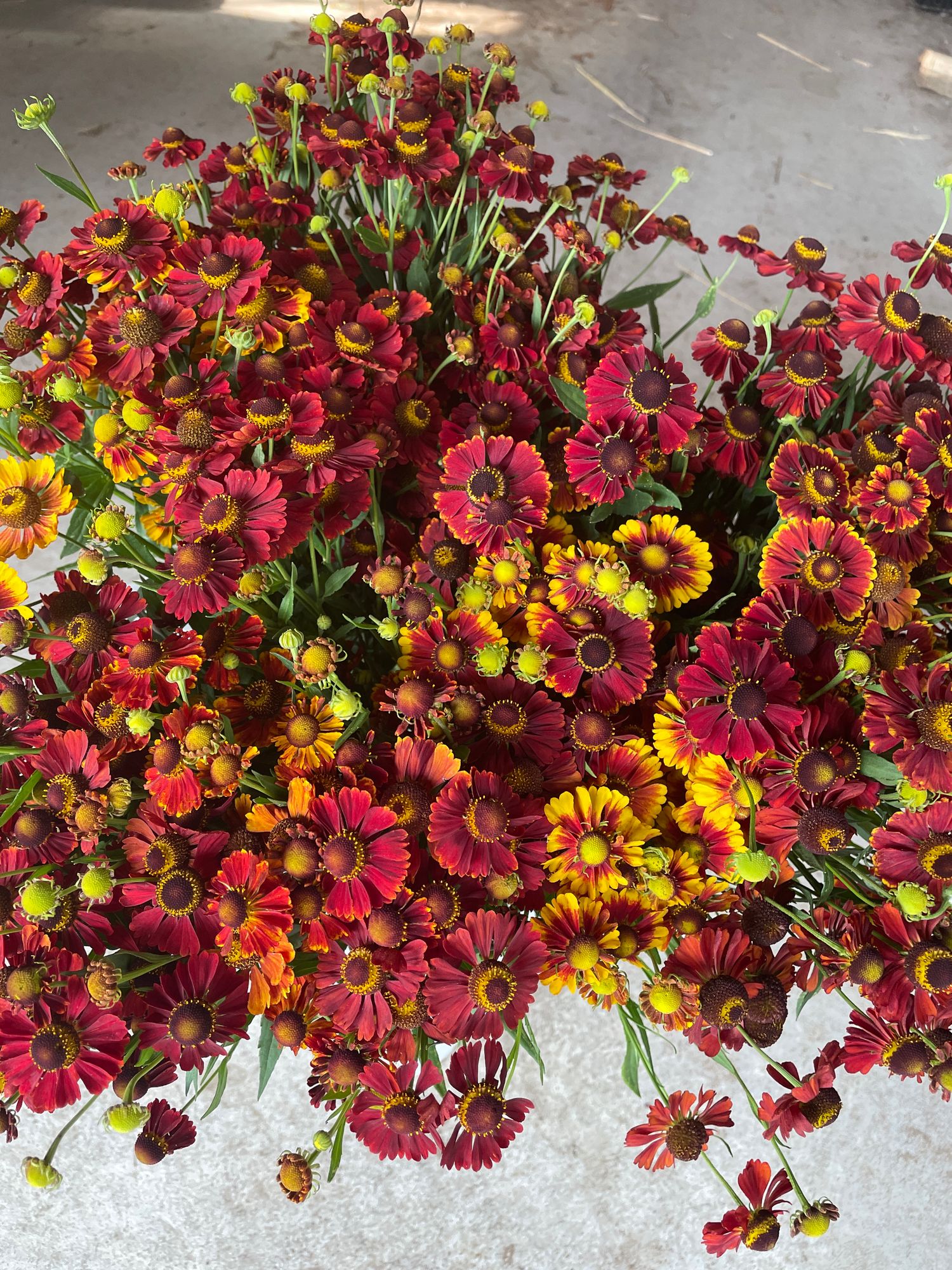 HELENIUM autumnale