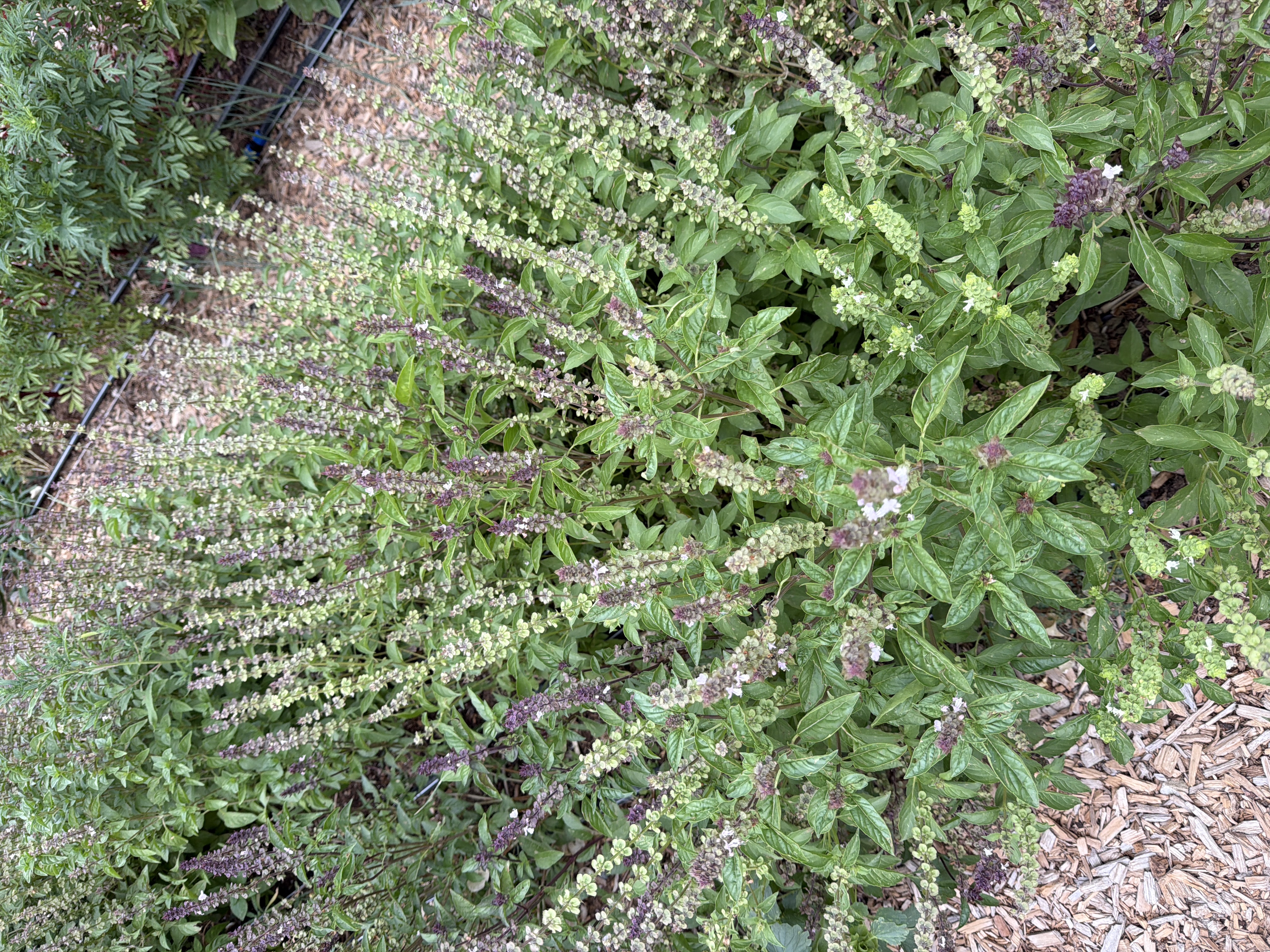 OCIMUM basilicum Crimson King