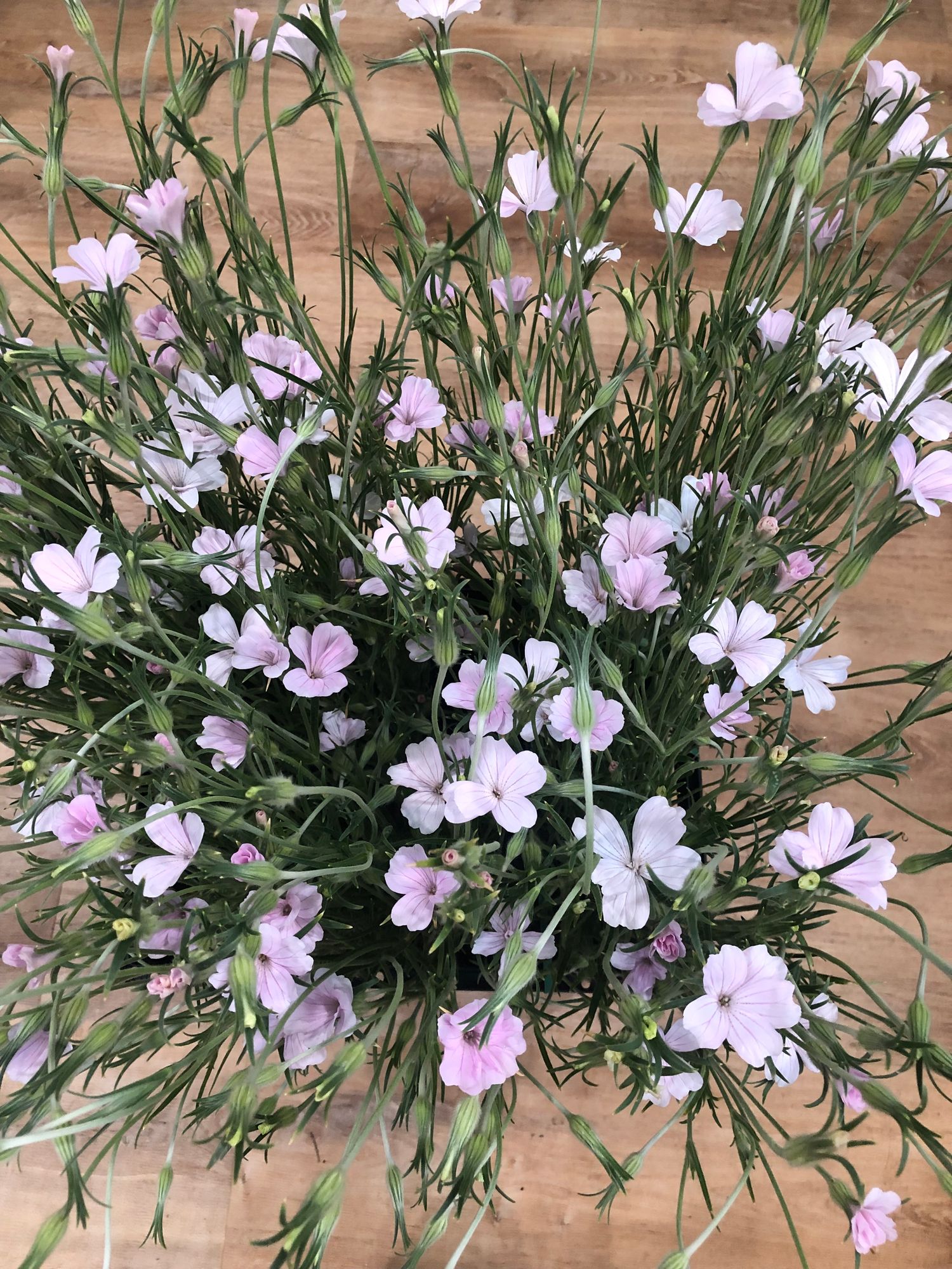AGROSTEMMA githago Dawn Creek Blush