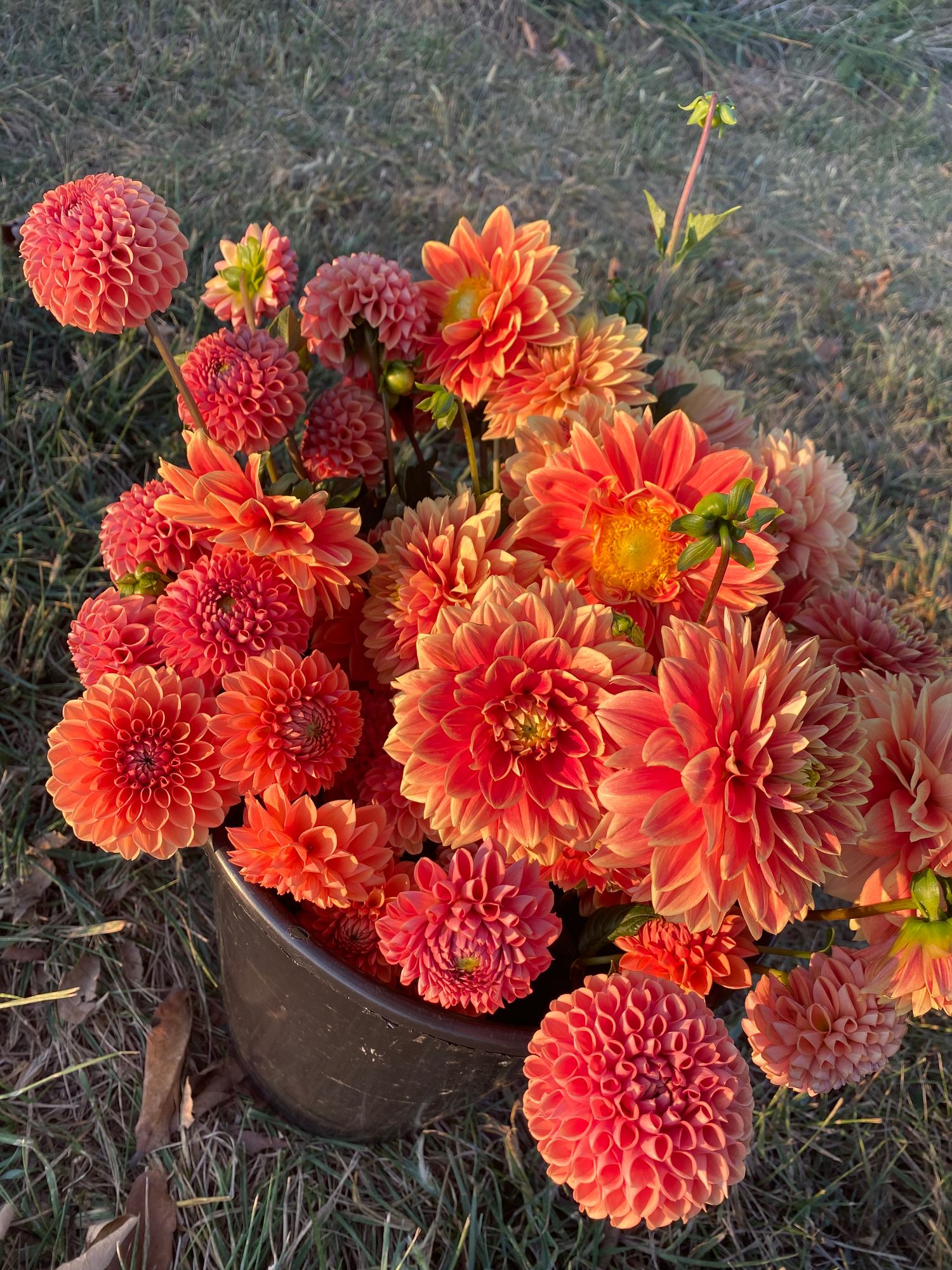 DAHLIA