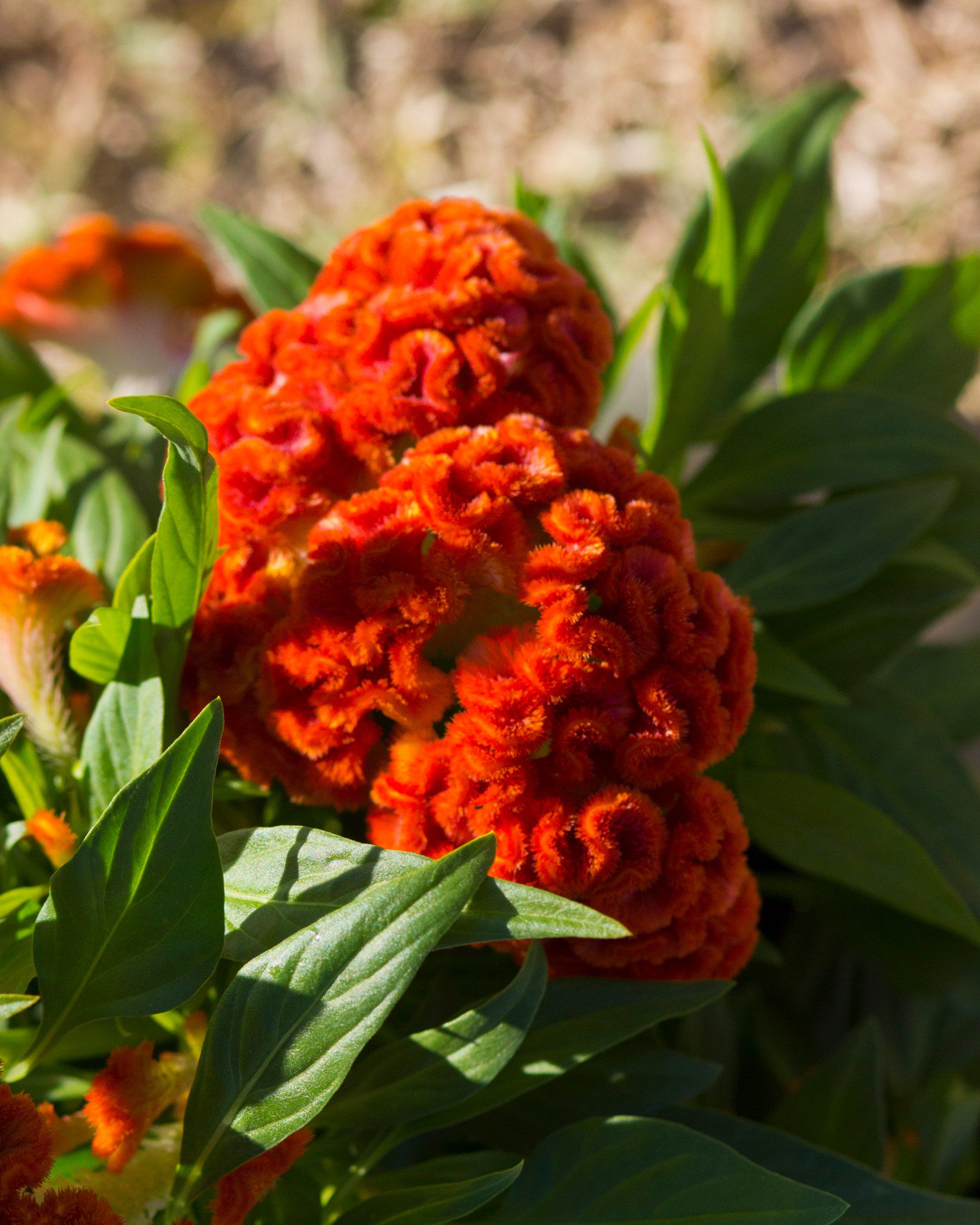 CELOSIA argentea var. cristata Orange Queen