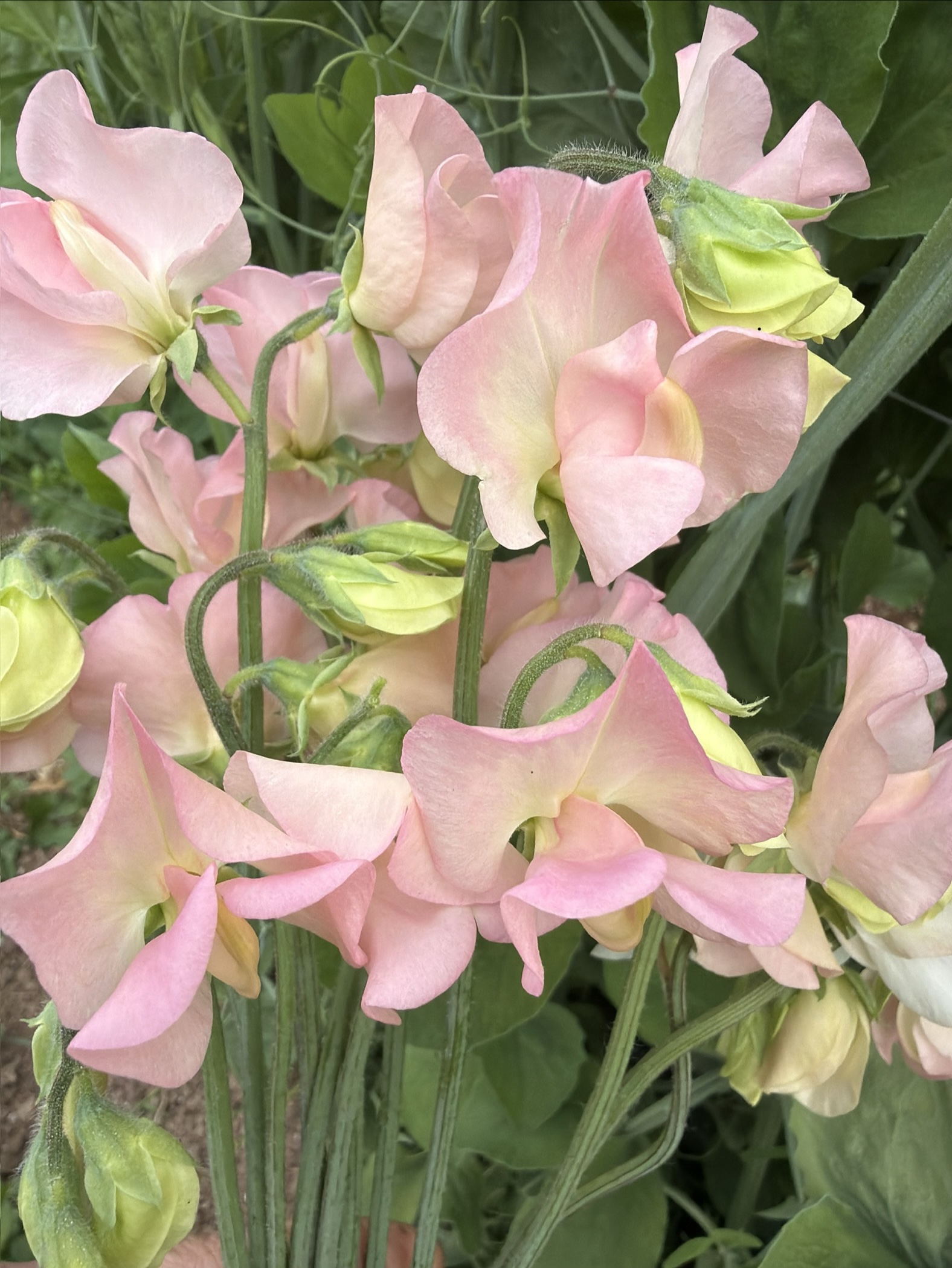 LATHYRUS odoratus Suzanne