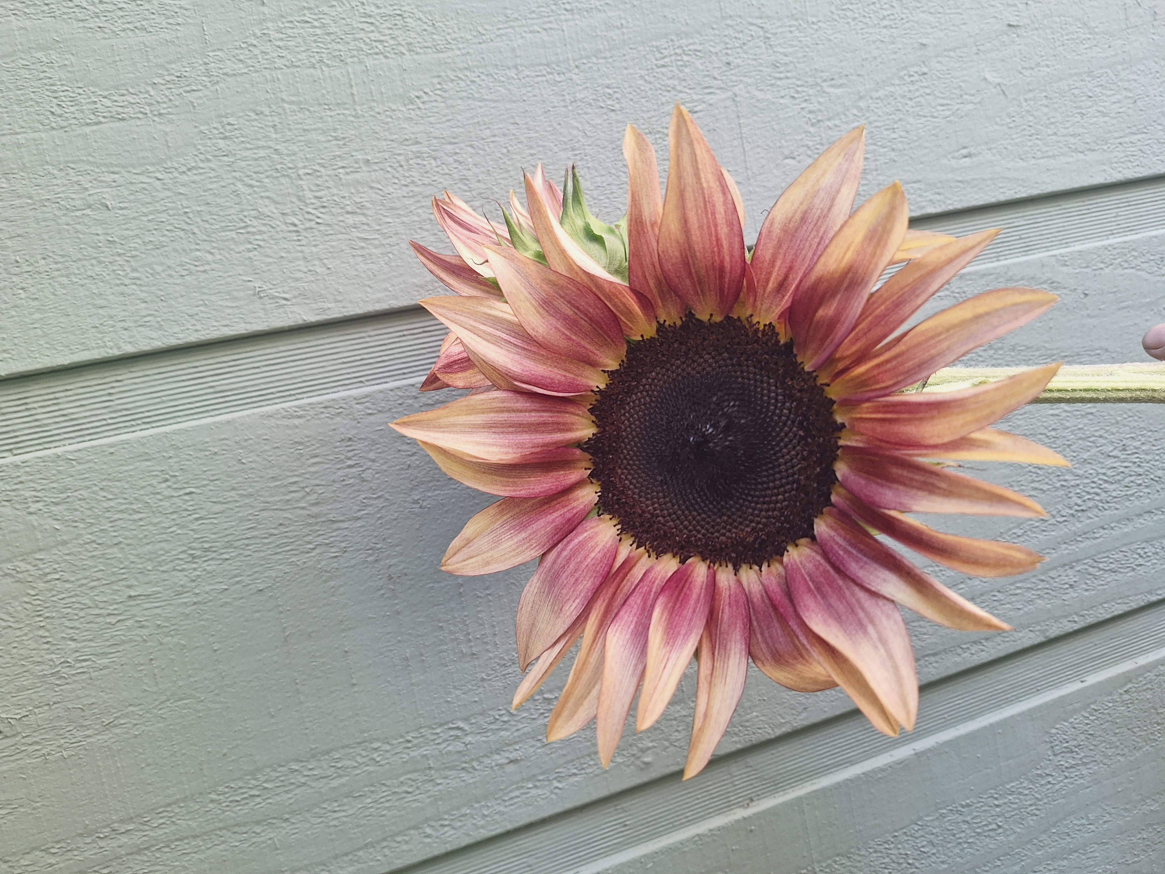 HELIANTHUS annuus ProCut Plum