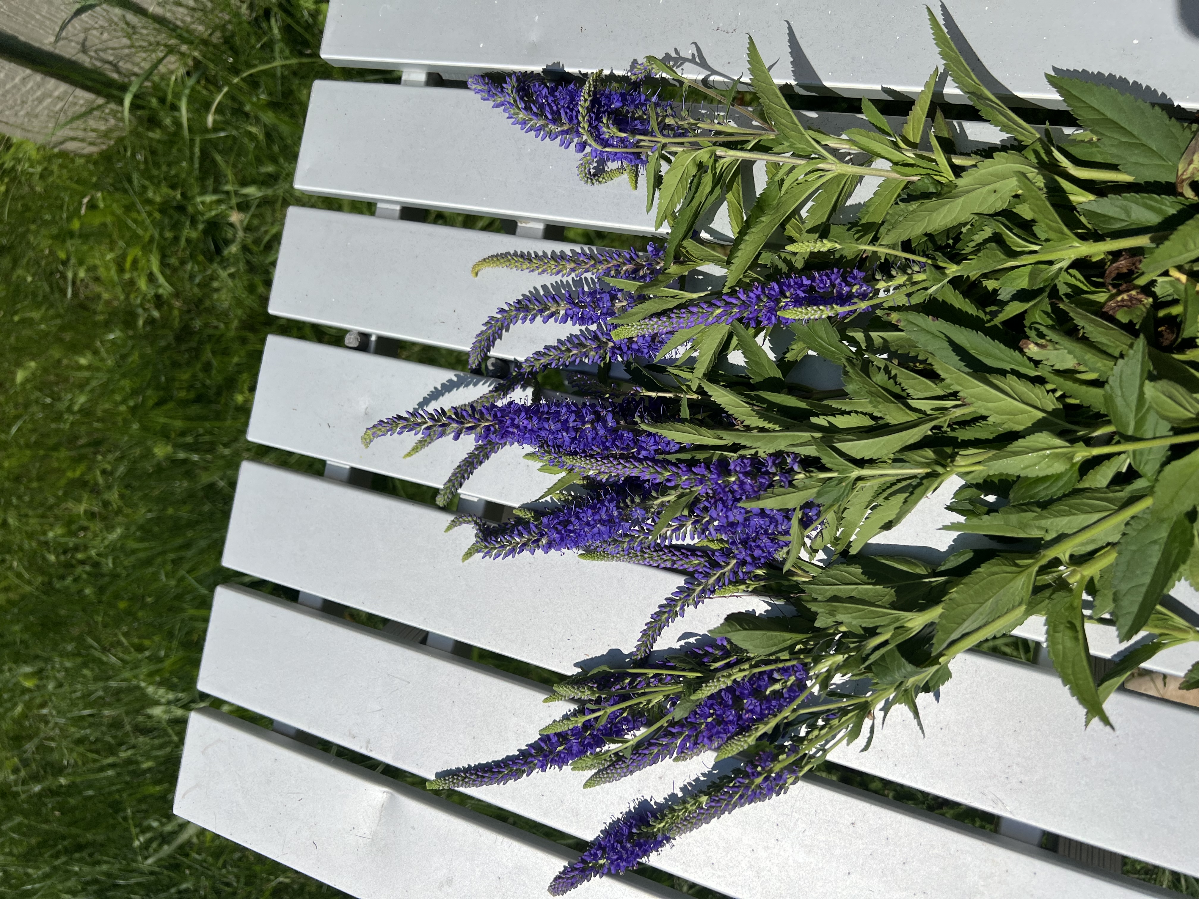 VERONICA