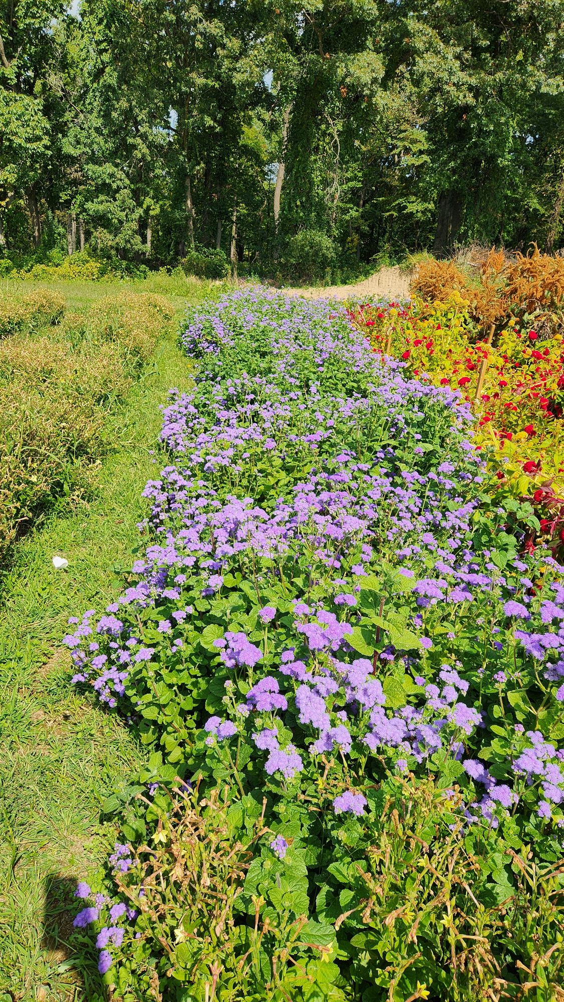 AGERATUM houstonianum Blue Horizon