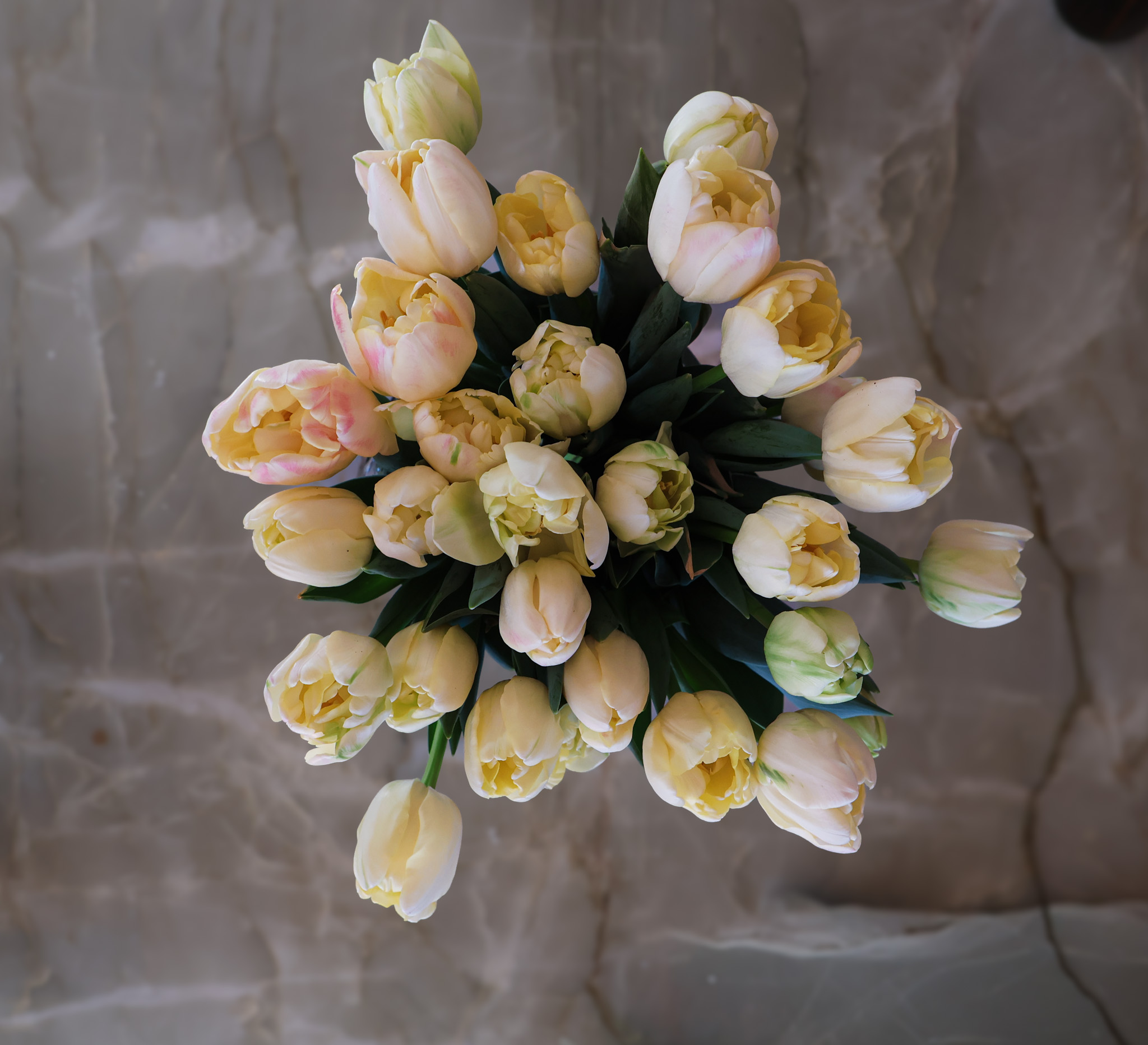 TULIPA Creme Upstar