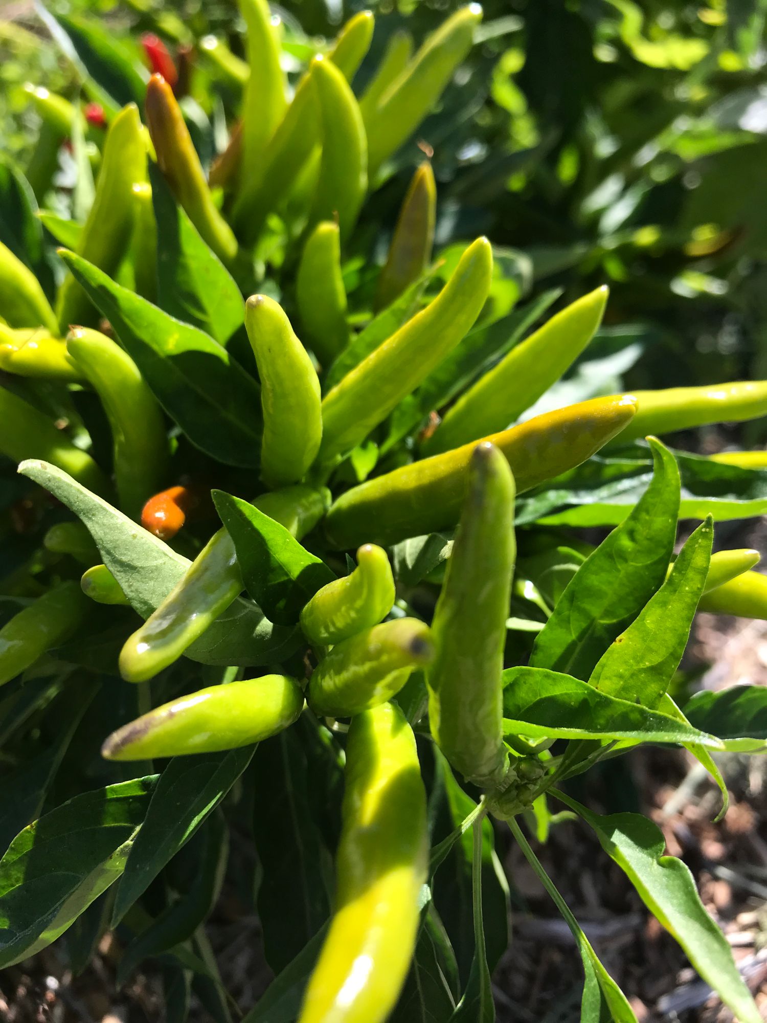 CAPSICUM annuum