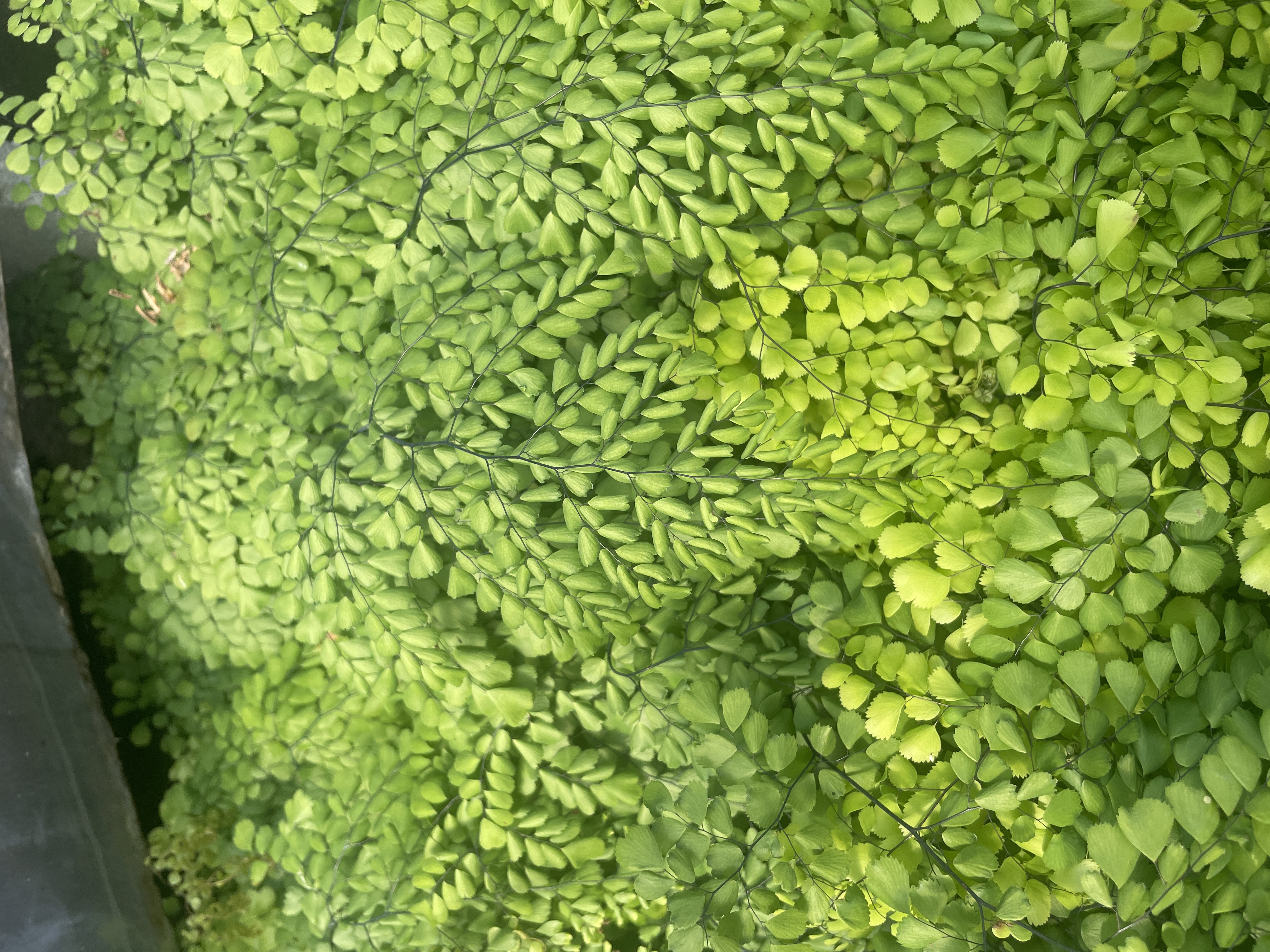 ADIANTUM pedatum