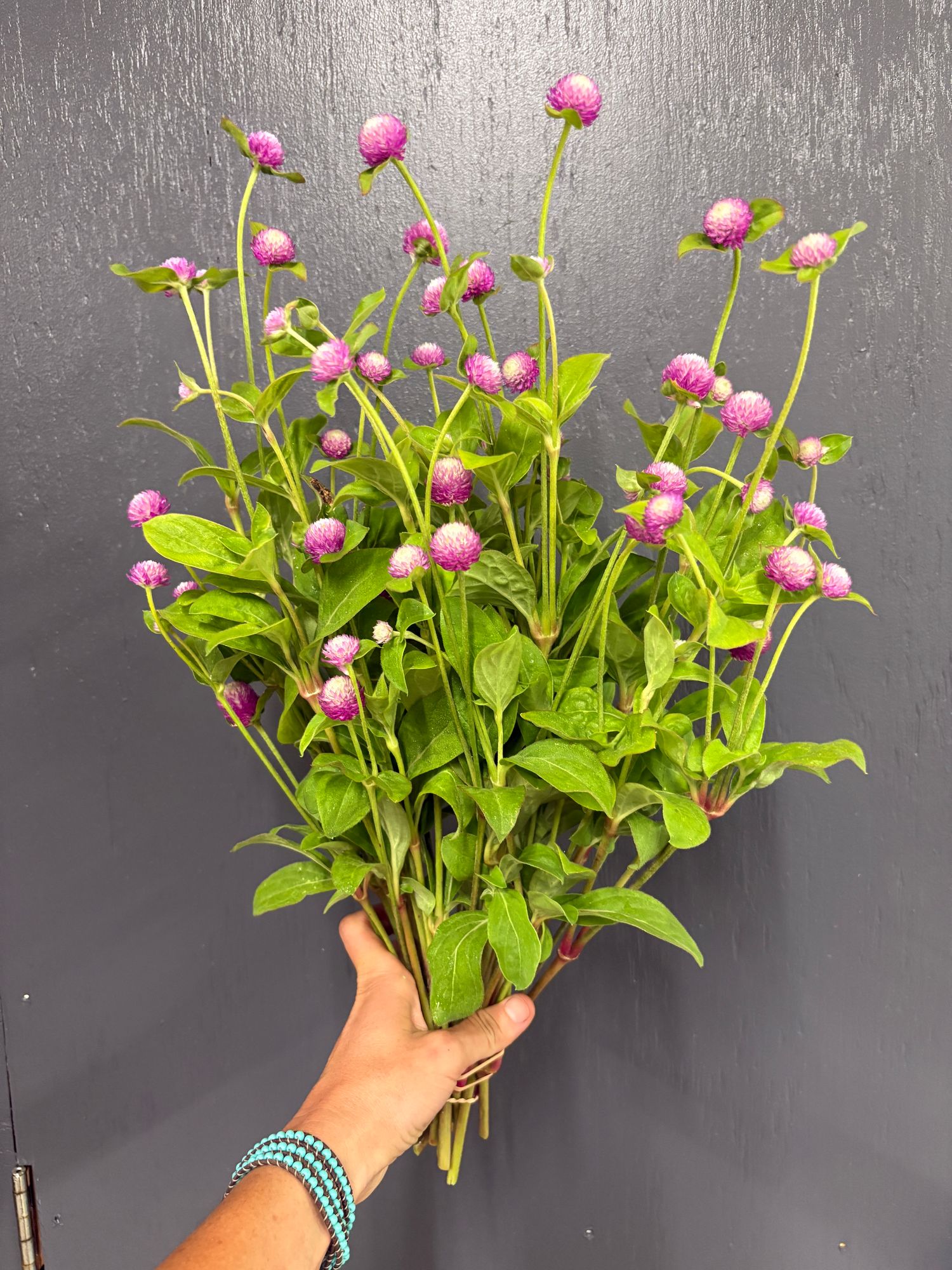 GOMPHRENA globosa Audray