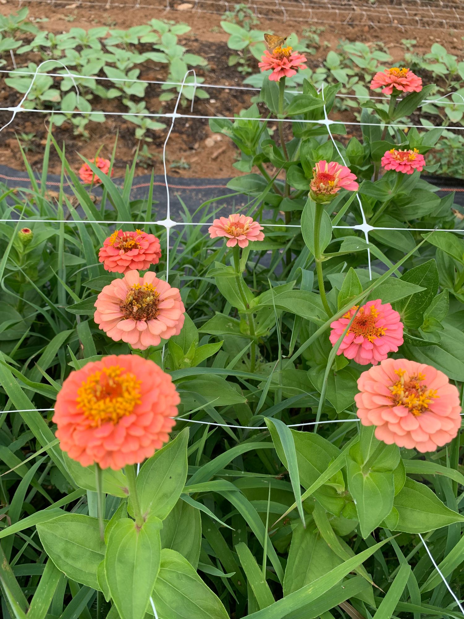 ZINNIA elegans Oklahoma Series