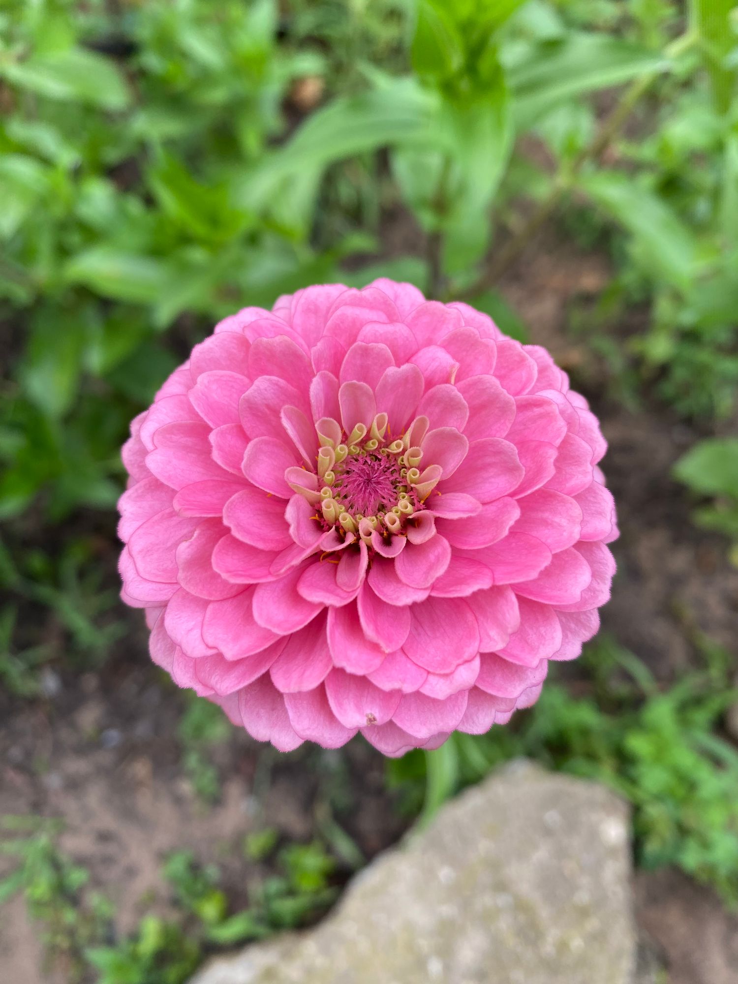 ZINNIA elegans Oklahoma Series