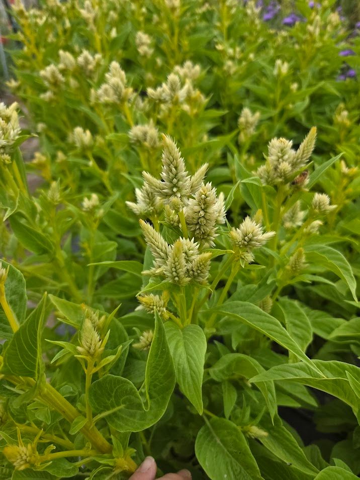CELOSIA argentea spicata Celway White