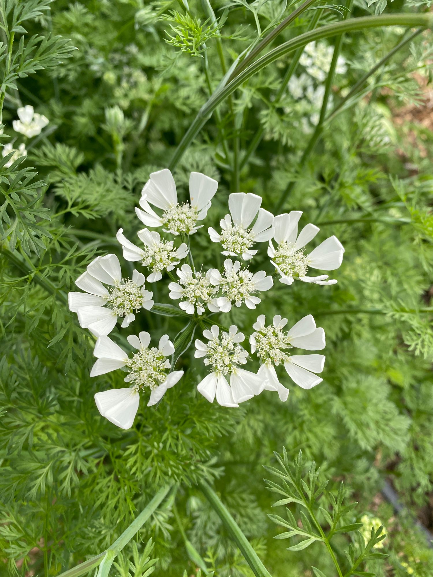 ORLAYA grandiflora