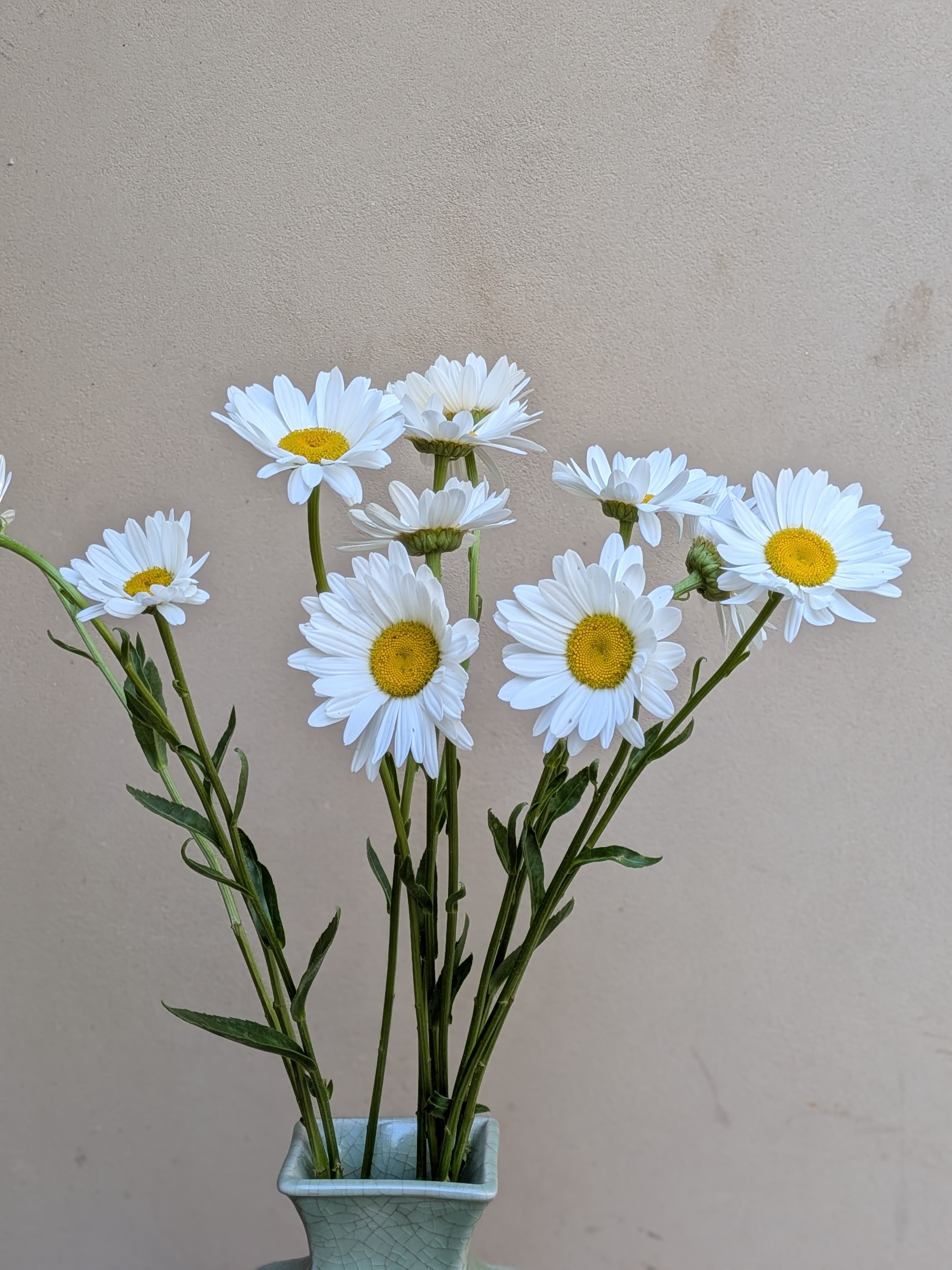 LEUCANTHEMUM x superbum
