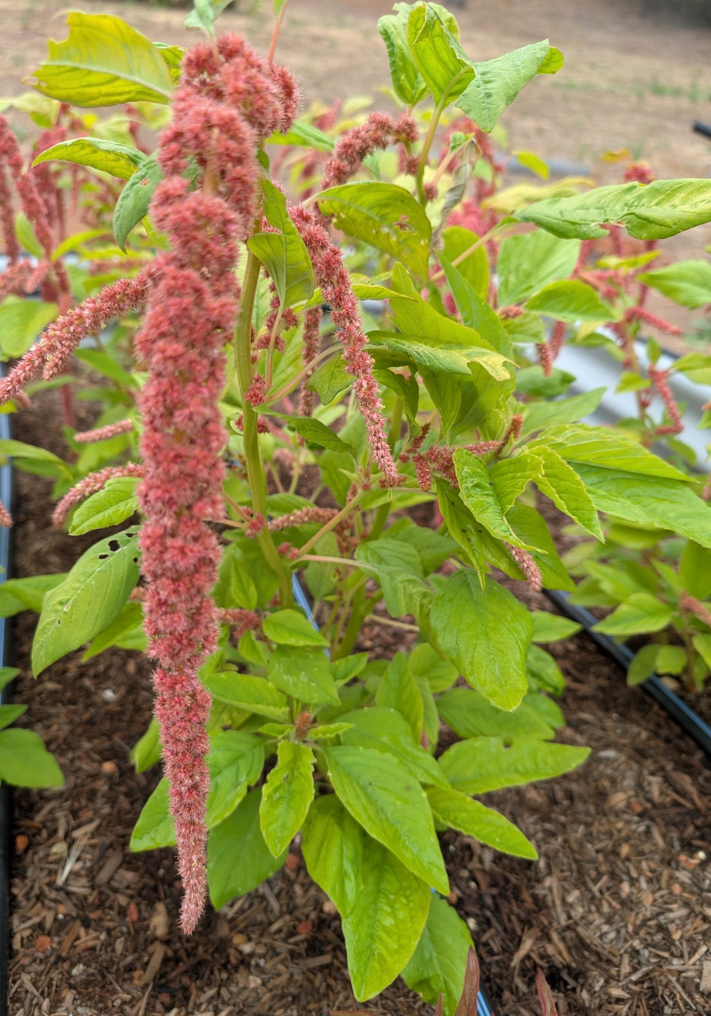 AMARANTHUS caudatus Coral Fountains