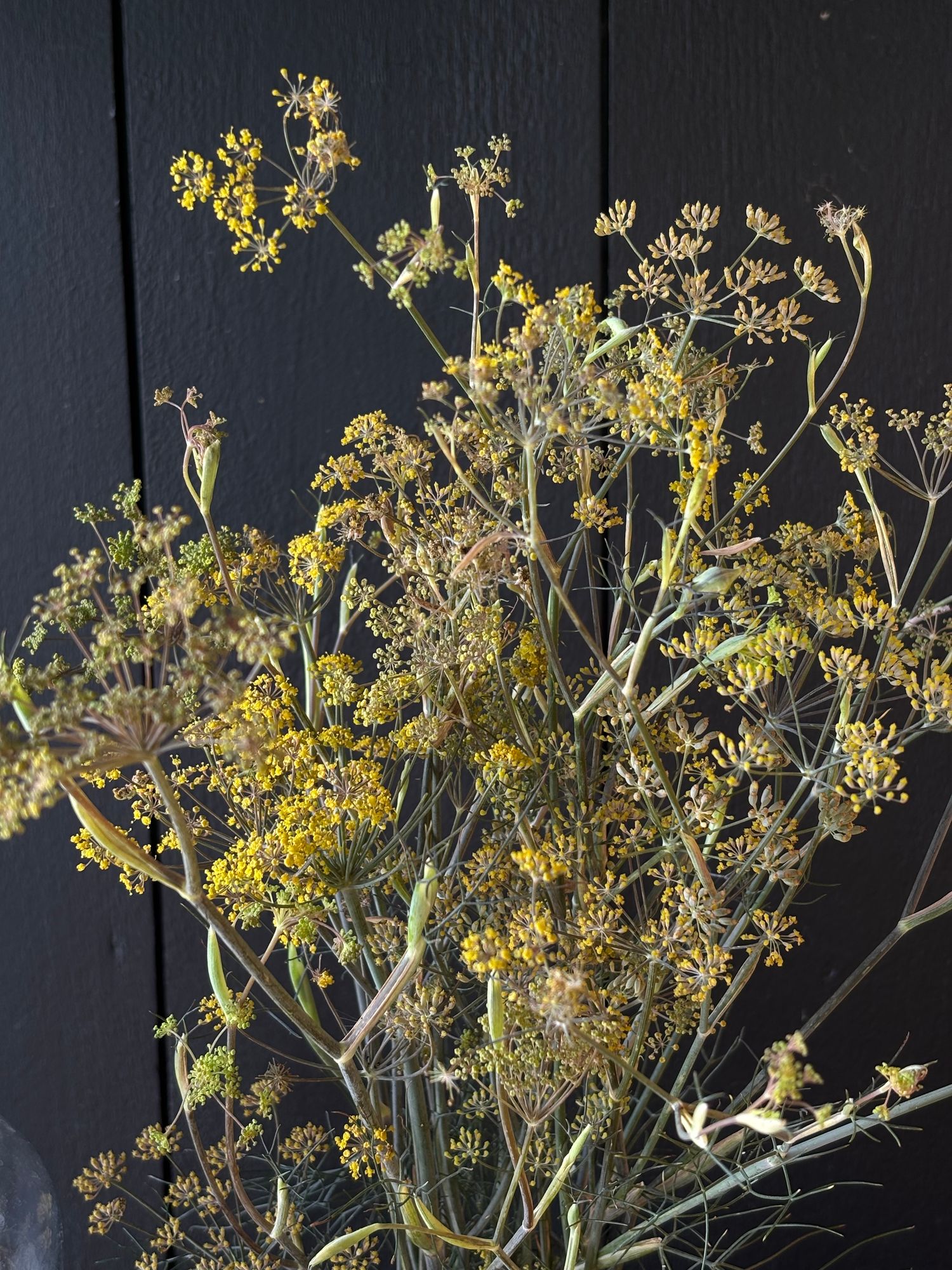 FOENICULUM vulgare