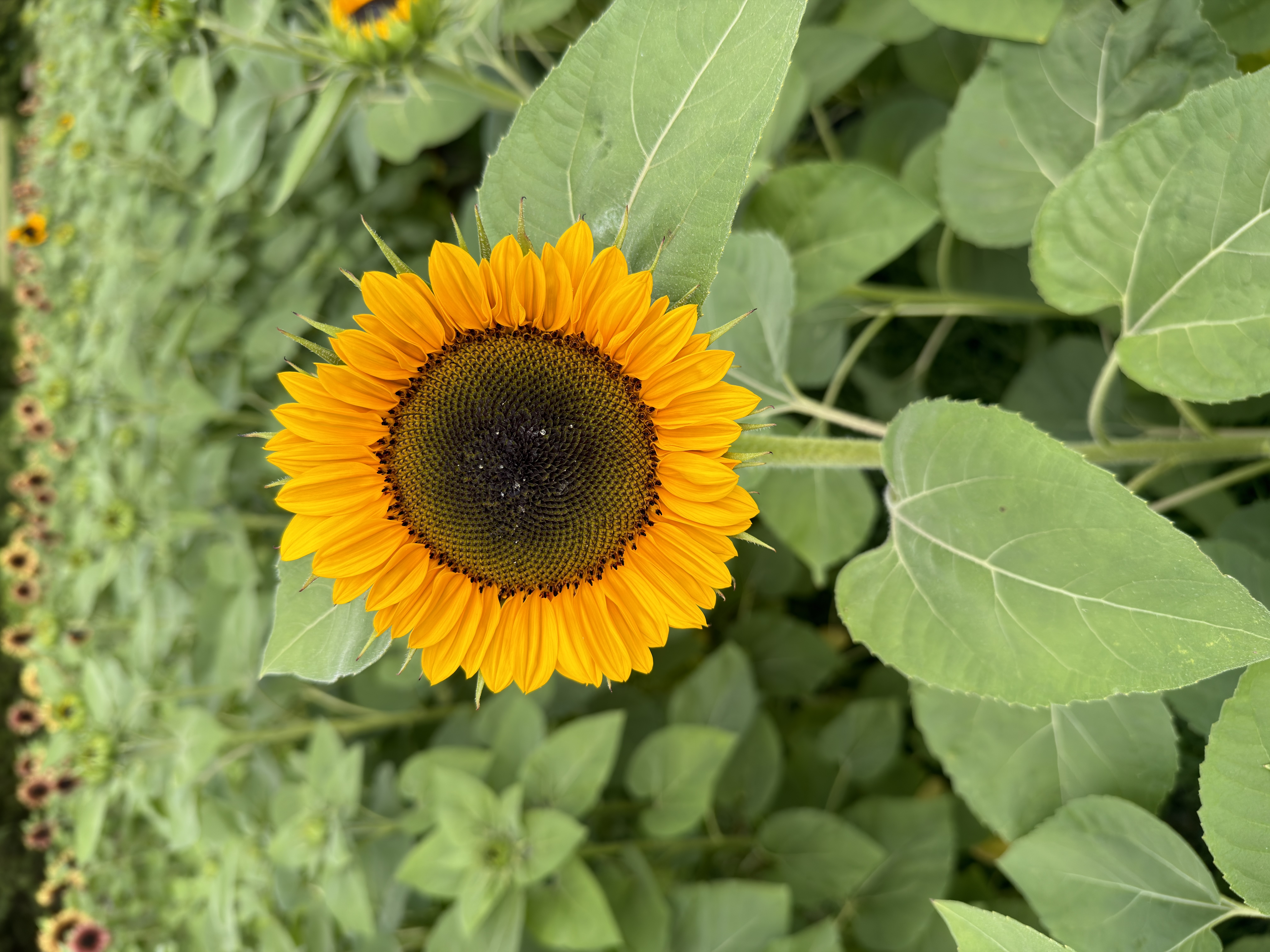 HELIANTHUS annuus ProCut Horizon