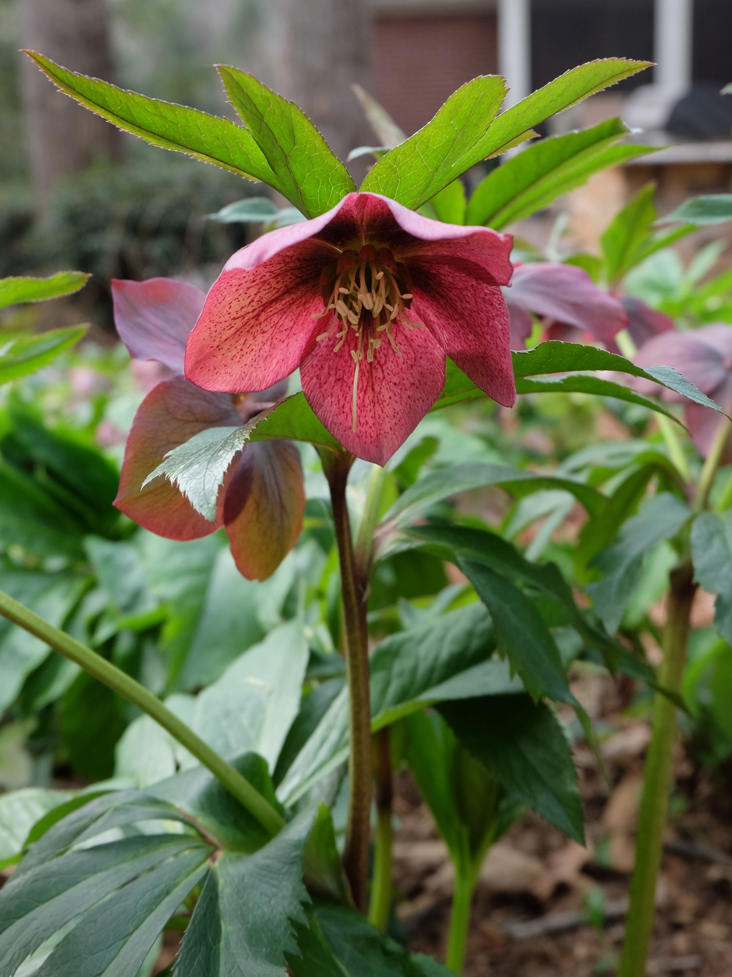 HELLEBORUS x hybridus