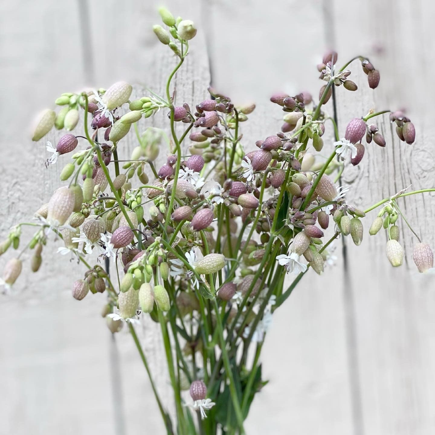 SILENE vulgaris Blushing Lanterns