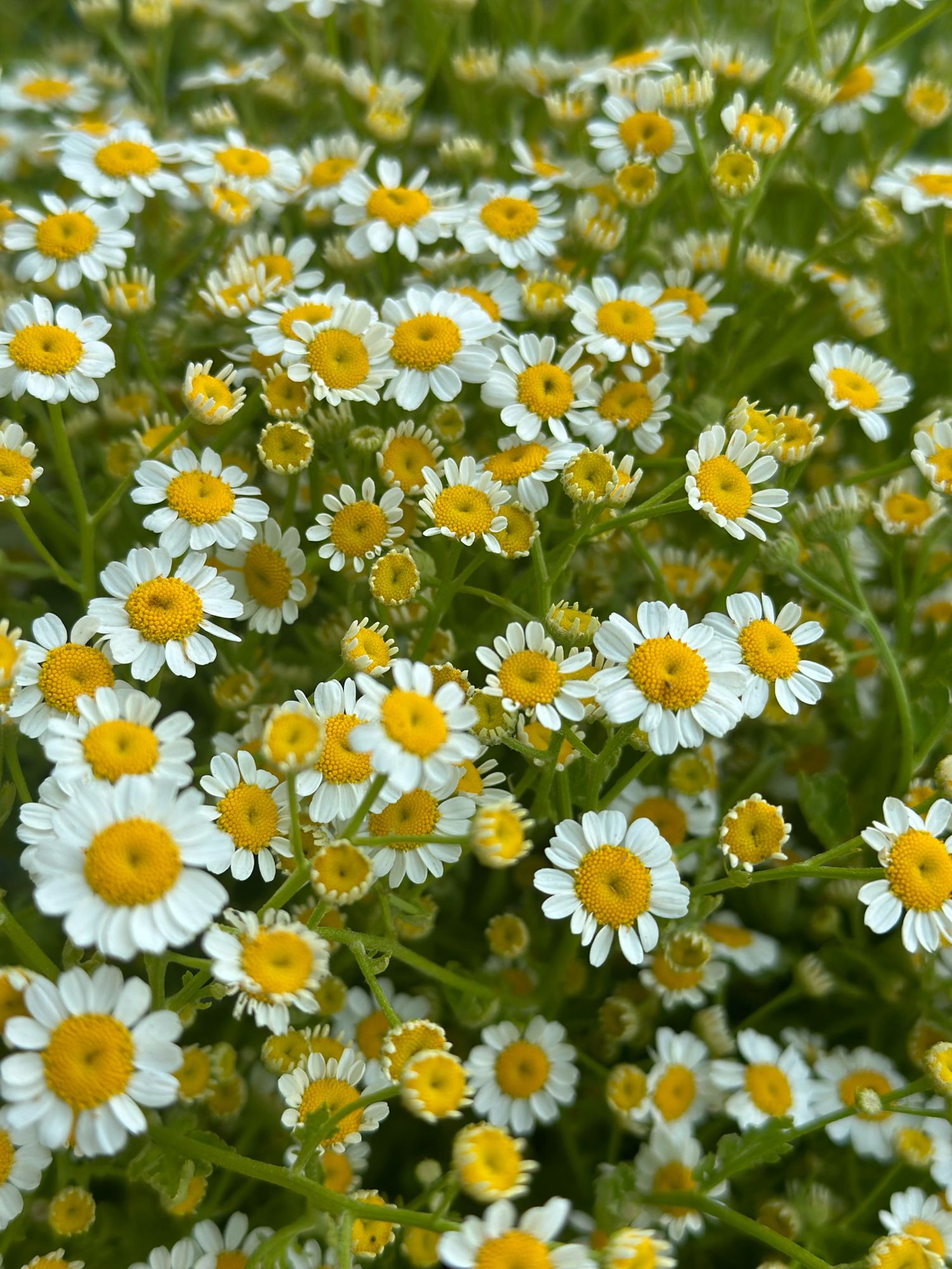 TANACETUM parthenium Magic Single