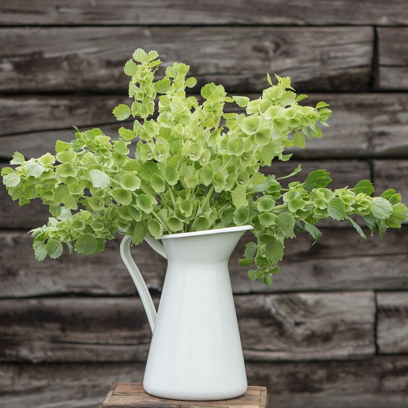 MOLUCCELLA laevis
