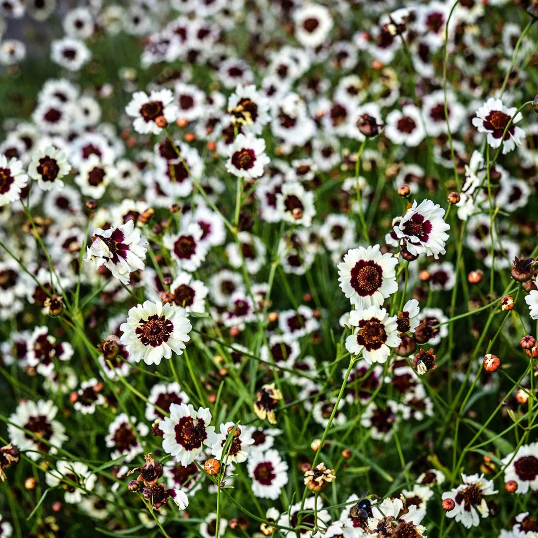 COREOPSIS x Incredible