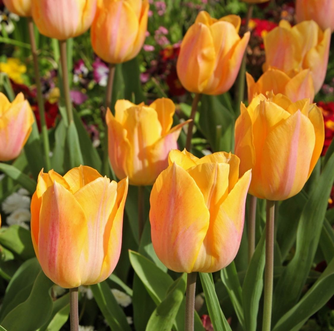TULIPA Apricot Beauty