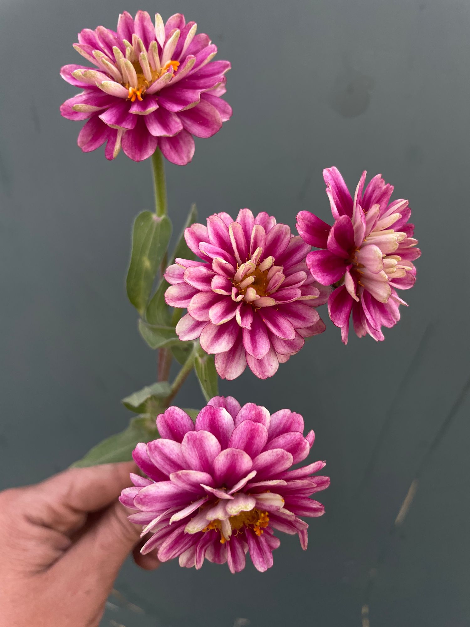 ZINNIA marylandica Zahara Double Raspberry Ripple
