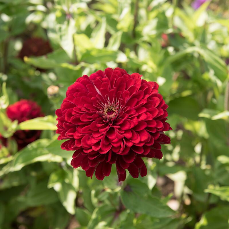 ZINNIA elegans Benarys Giant