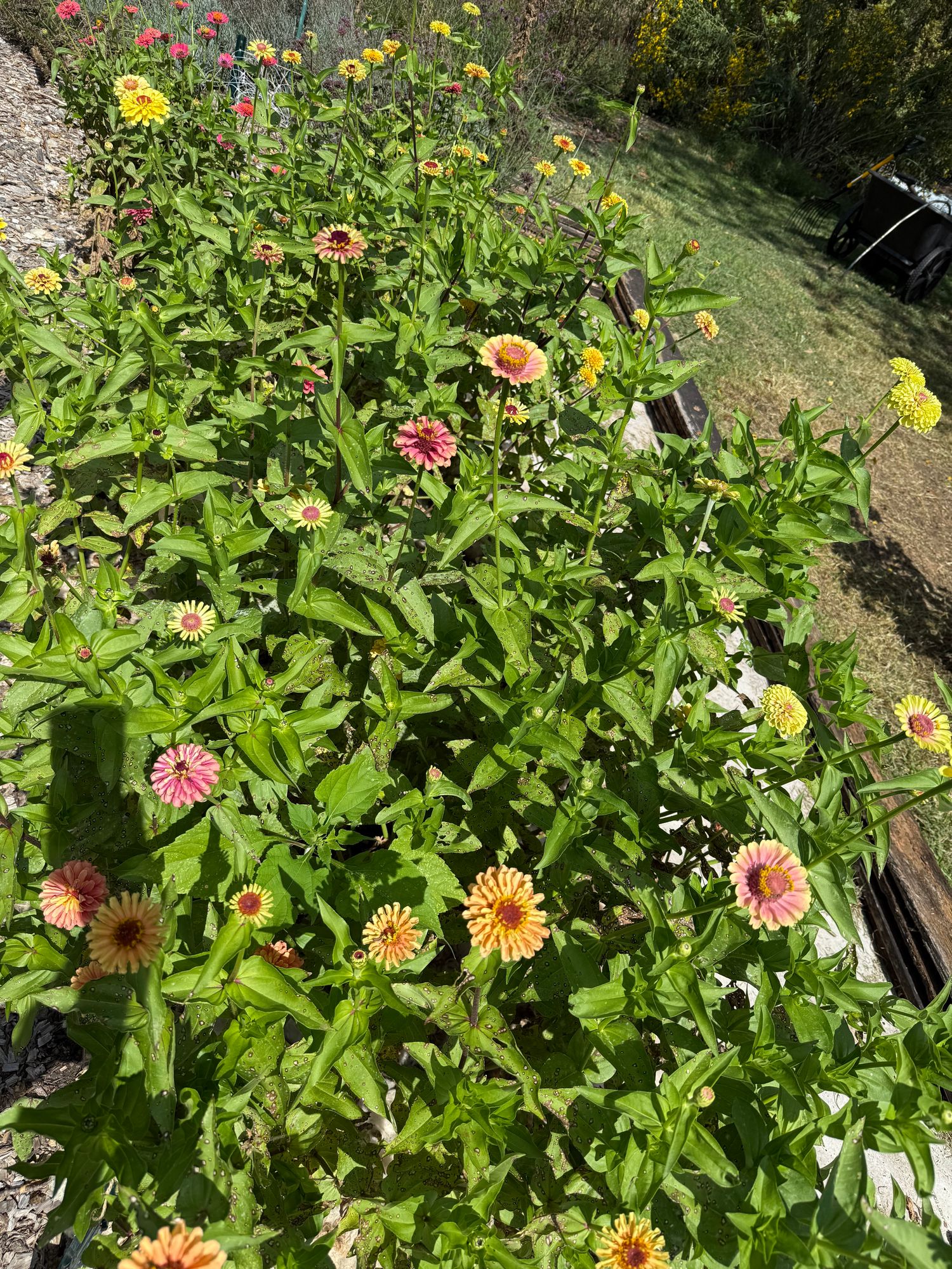ZINNIA elegans Queeny Series