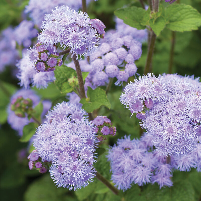 AGERATUM houstonianum Blue Horizon
