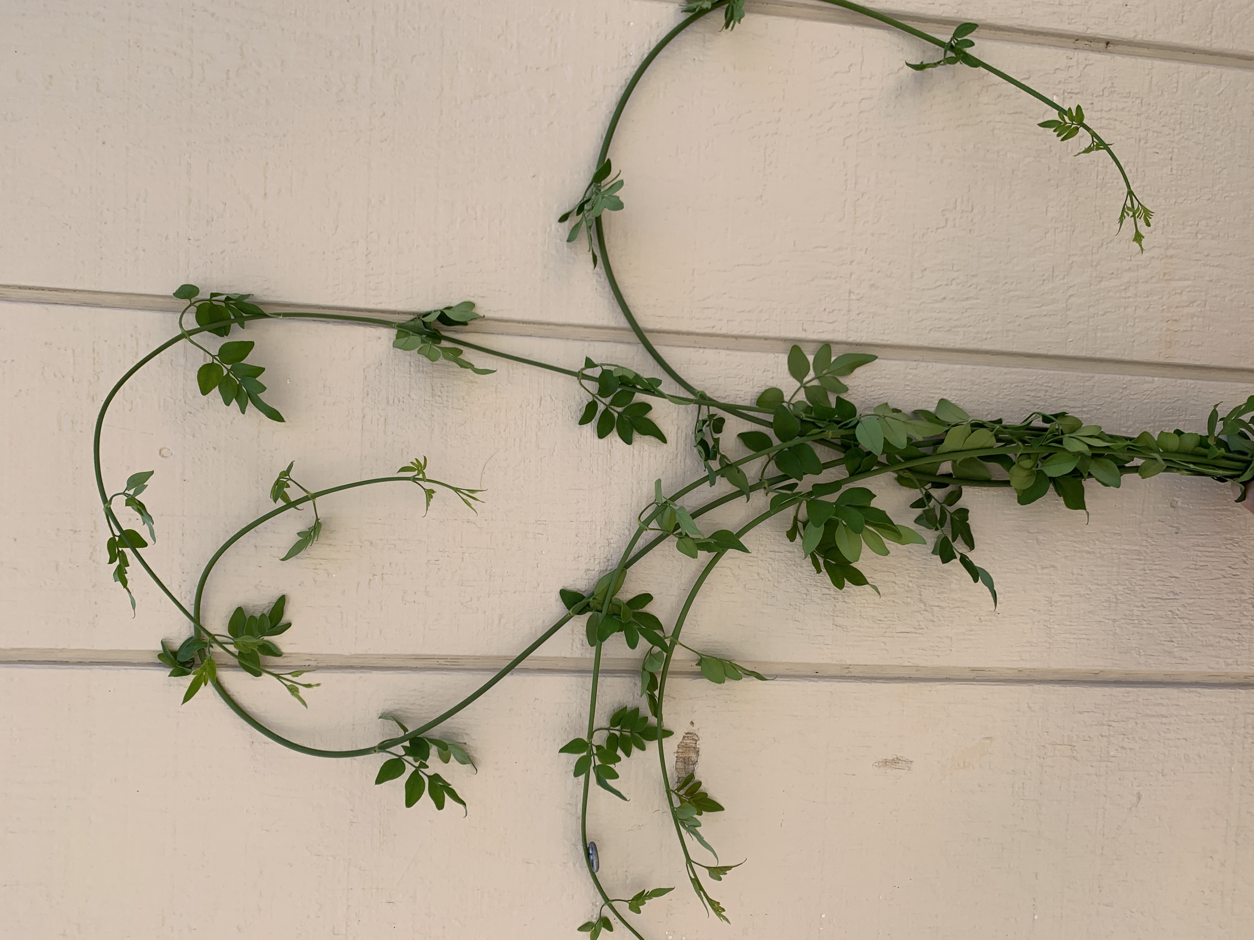 JASMINUM polyanthum