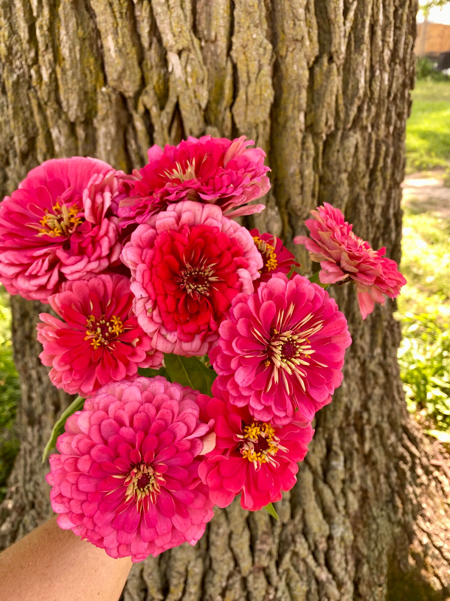 ZINNIA elegans Benarys Giant Carmine Rose