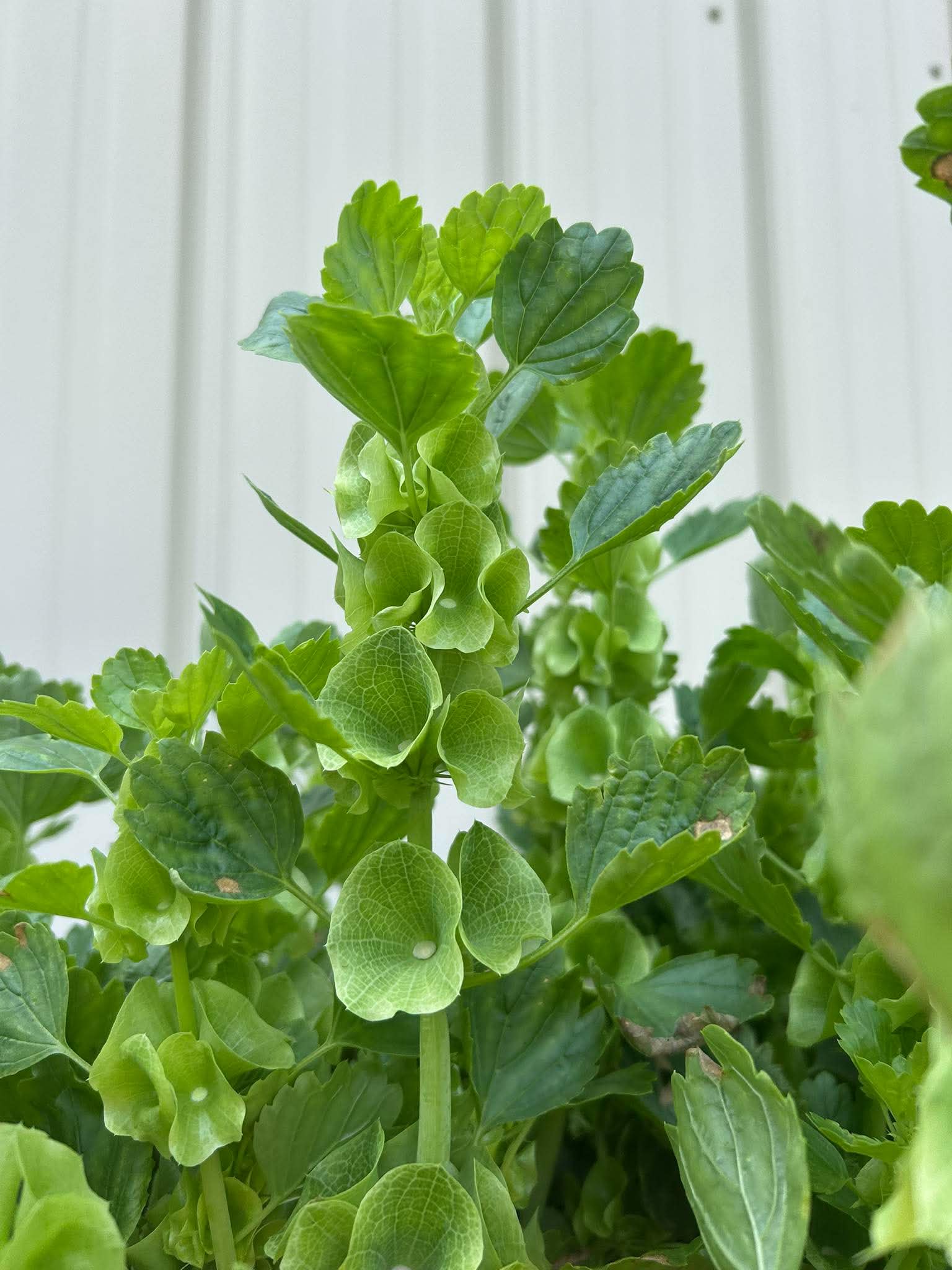 MOLUCCELLA laevis