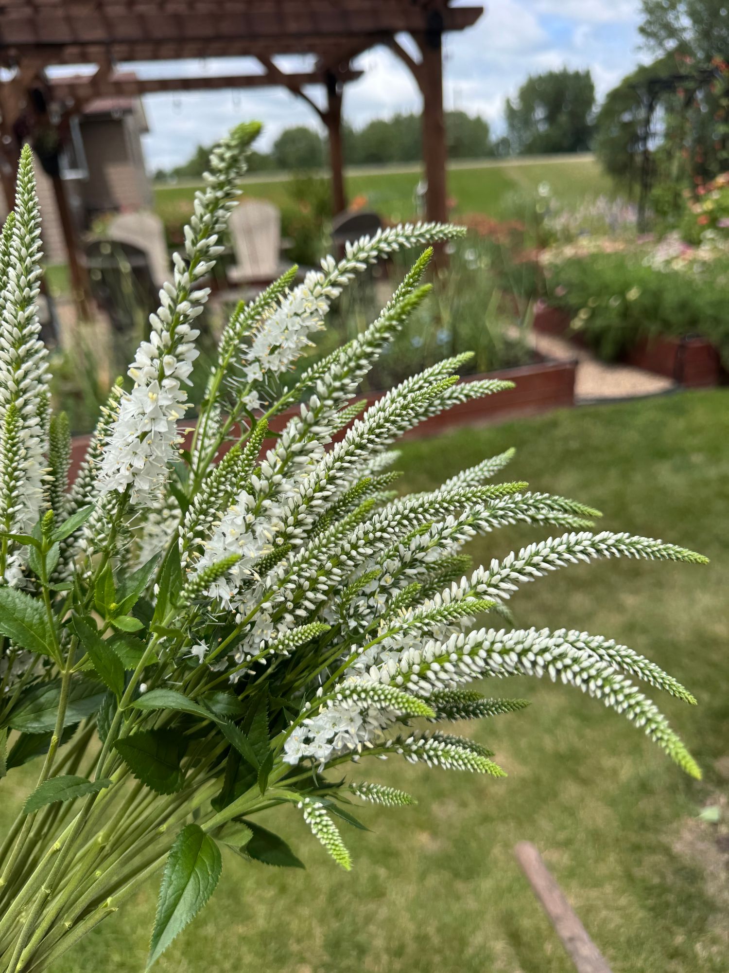 VERONICA longifolia Skyler