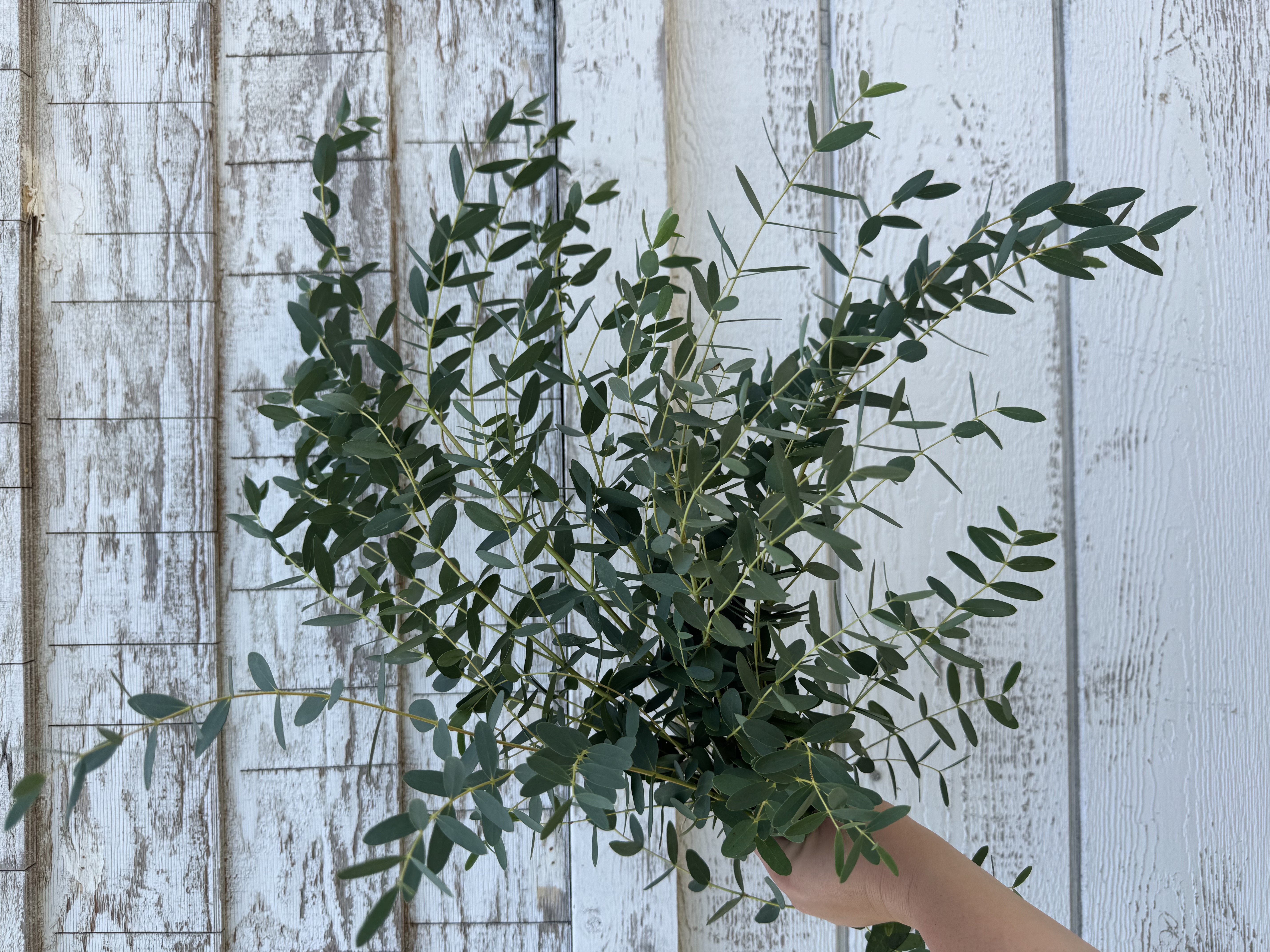 EUCALYPTUS parvula