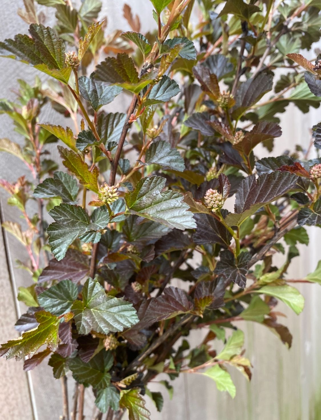 PHYSOCARPUS opulifolius