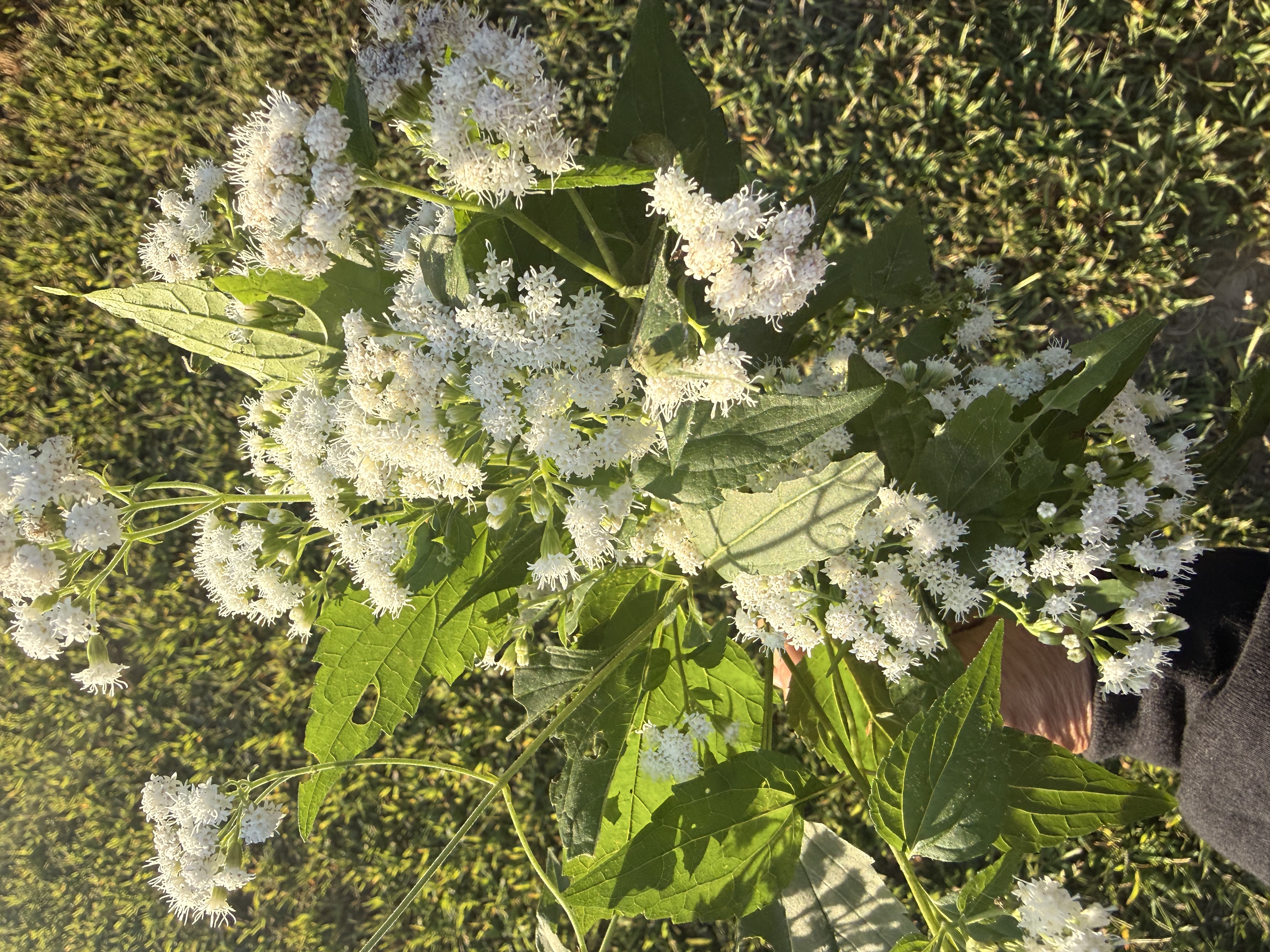 EUPATORIUM aromaticum
