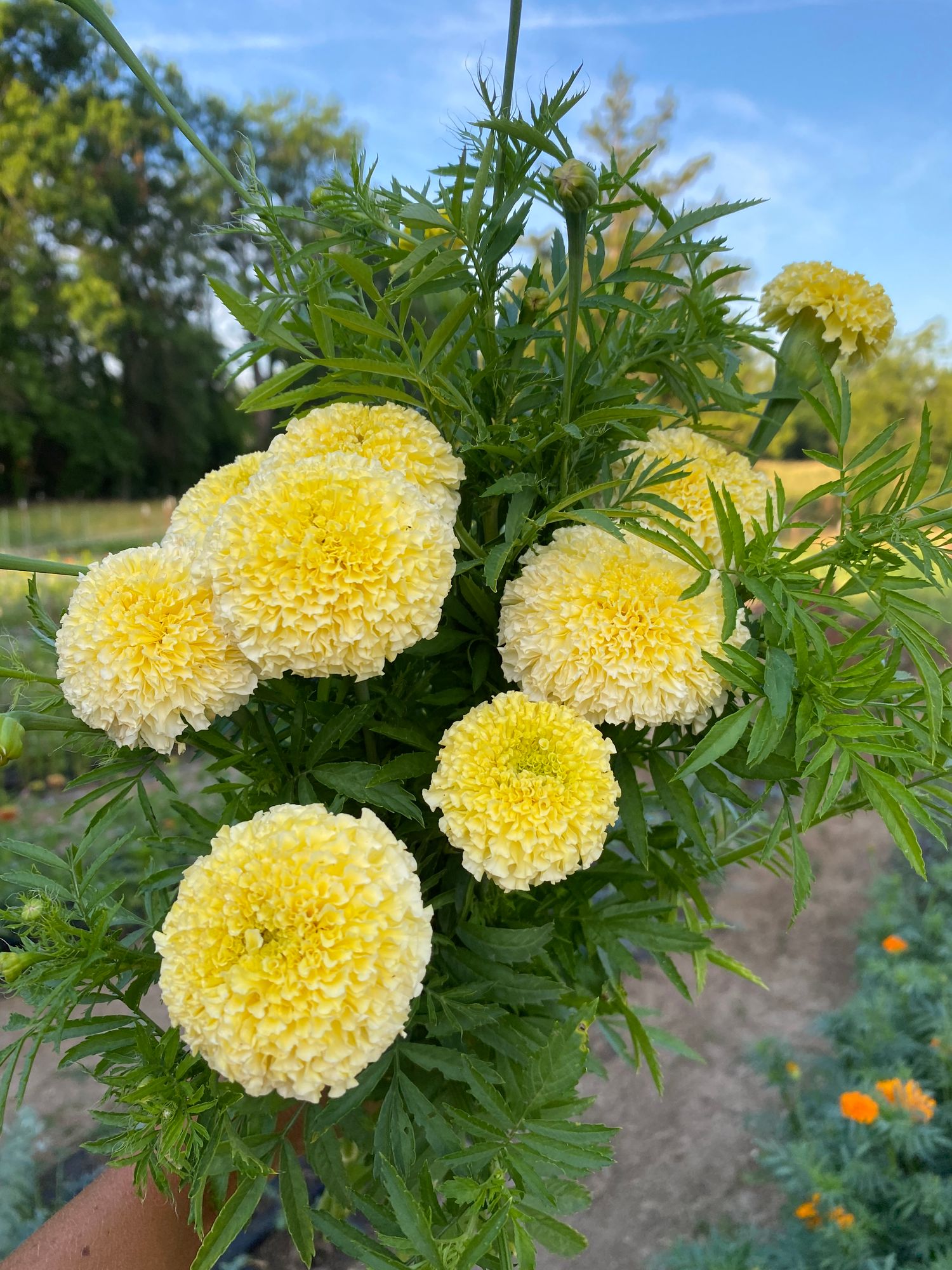 TAGETES erecta White Swan