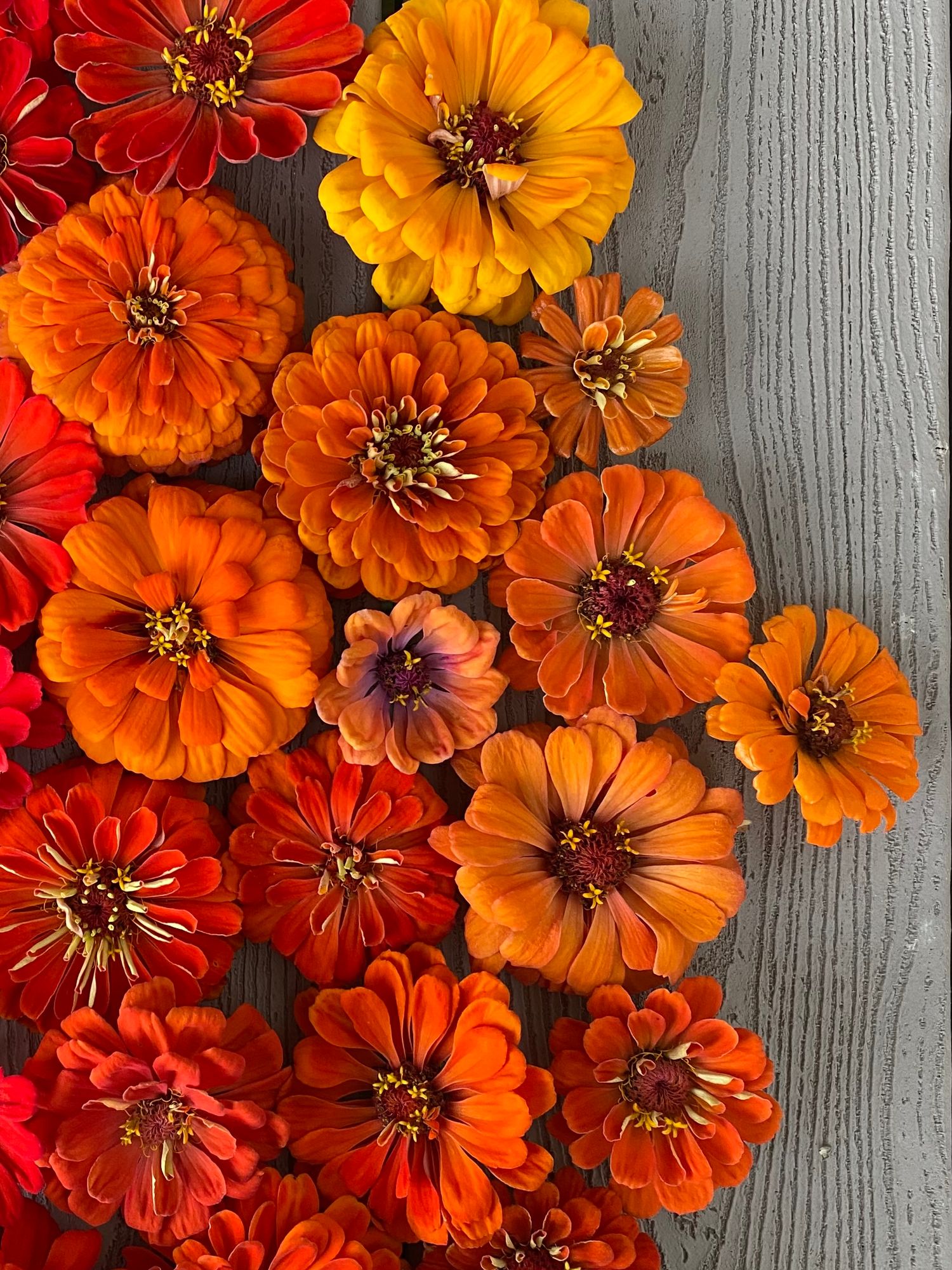 ZINNIA elegans California Giants