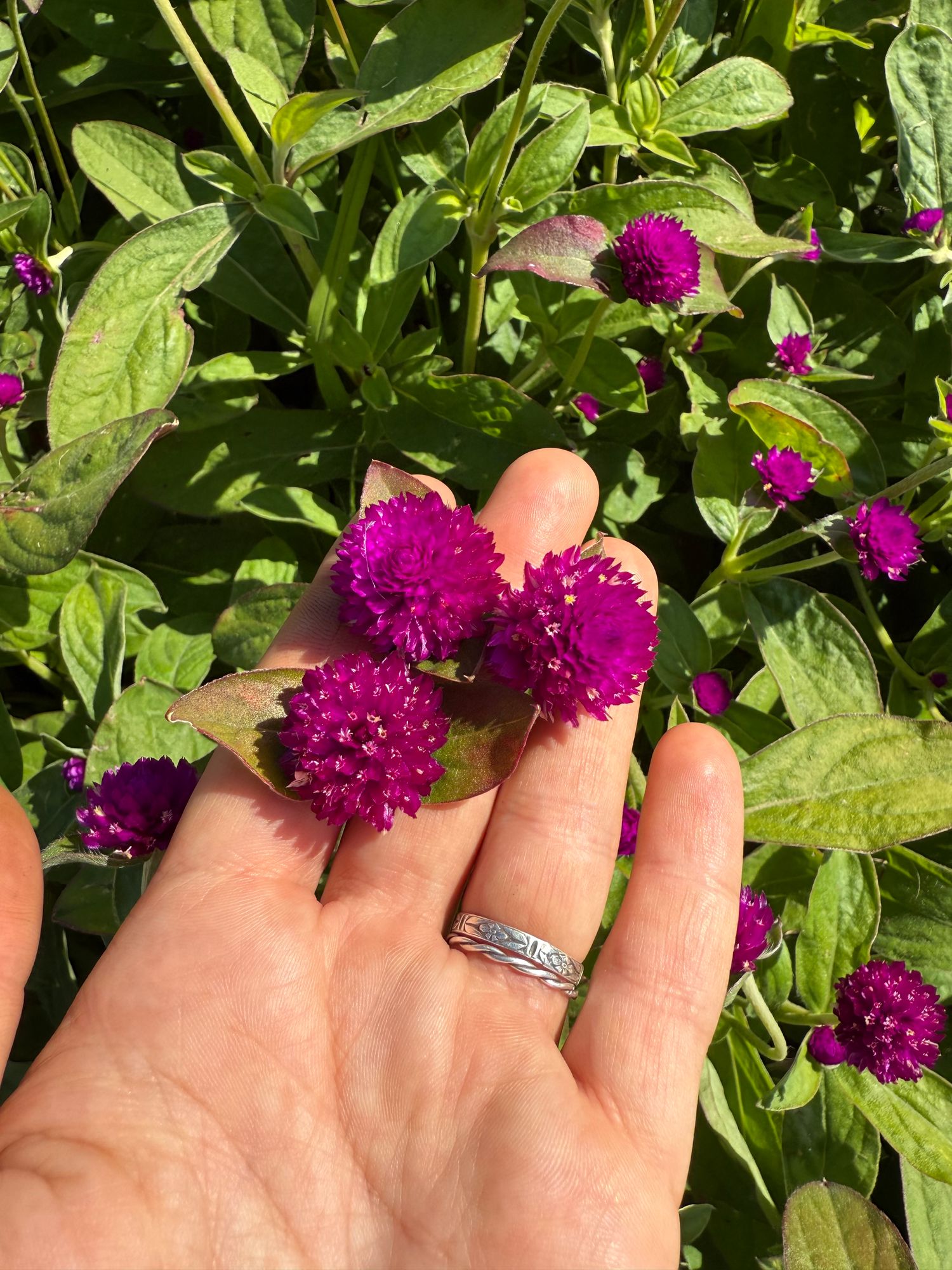 GOMPHRENA globosa Audray