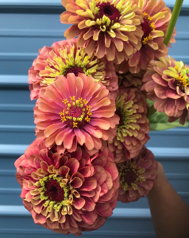 ZINNIA elegans Queeny Lime Red