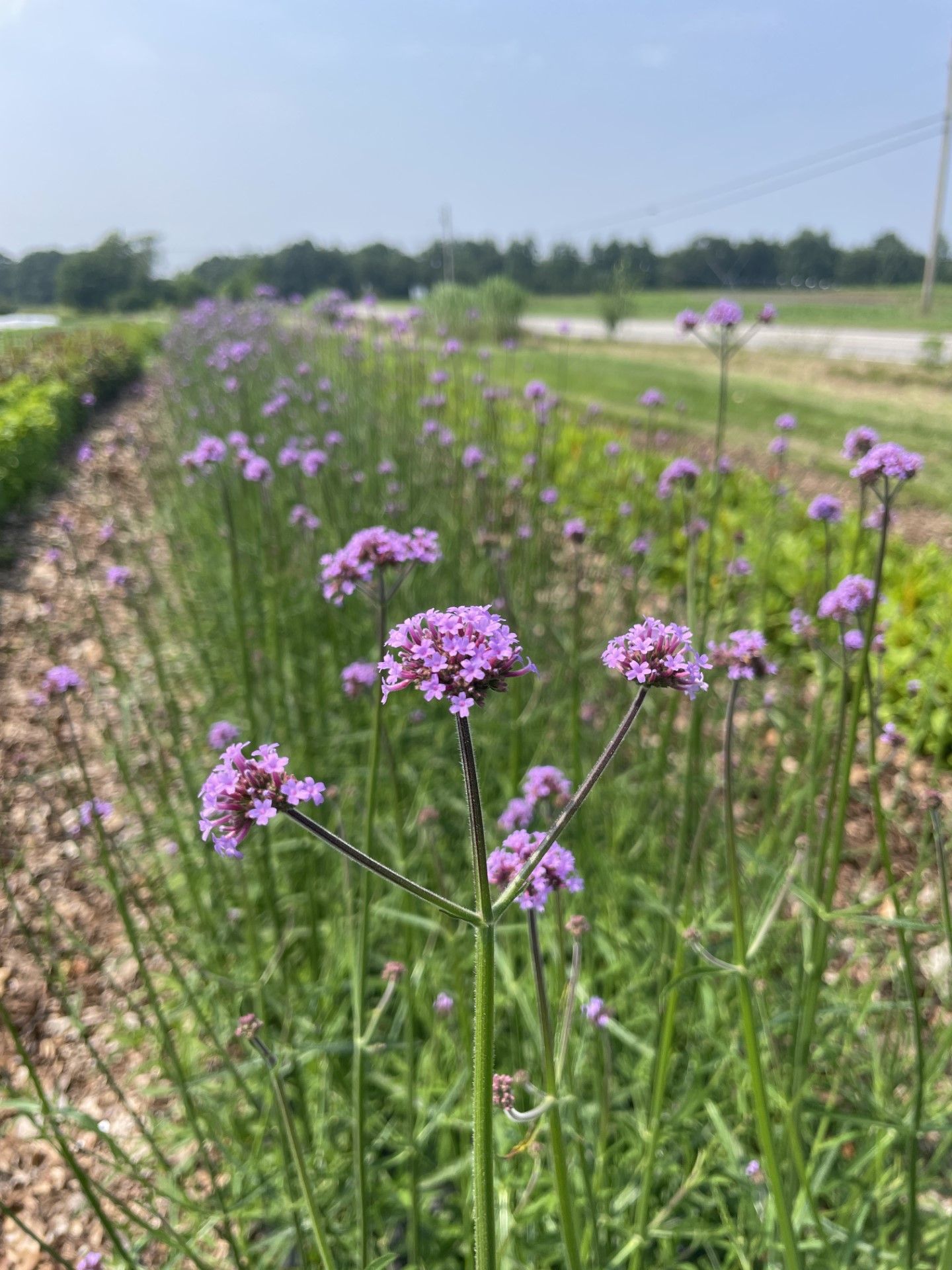 VERBENA bonariensis