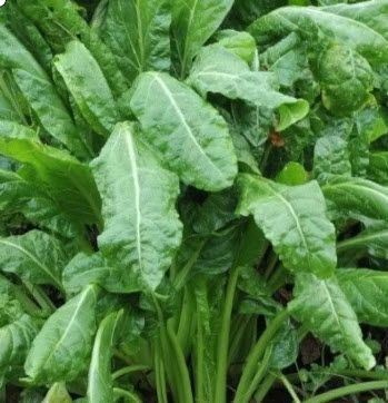 Greens: Spinach, Perpetual